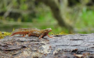 a small lizard sitting on top of a tree trunk