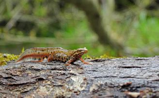 a small lizard sitting on top of a tree trunk