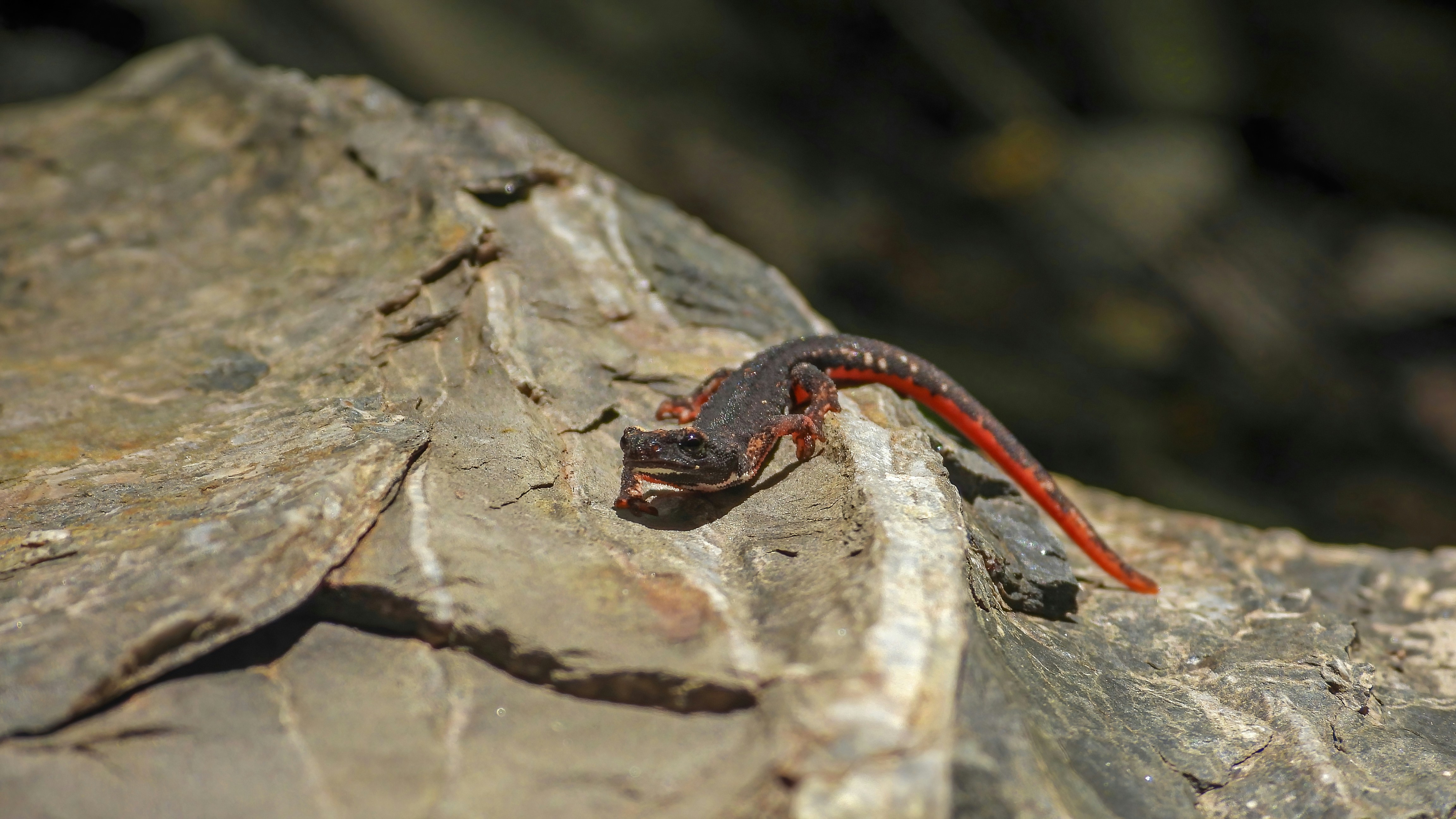 The Science Behind the Blood-Squirting Phenomenon (image credits: unsplash)