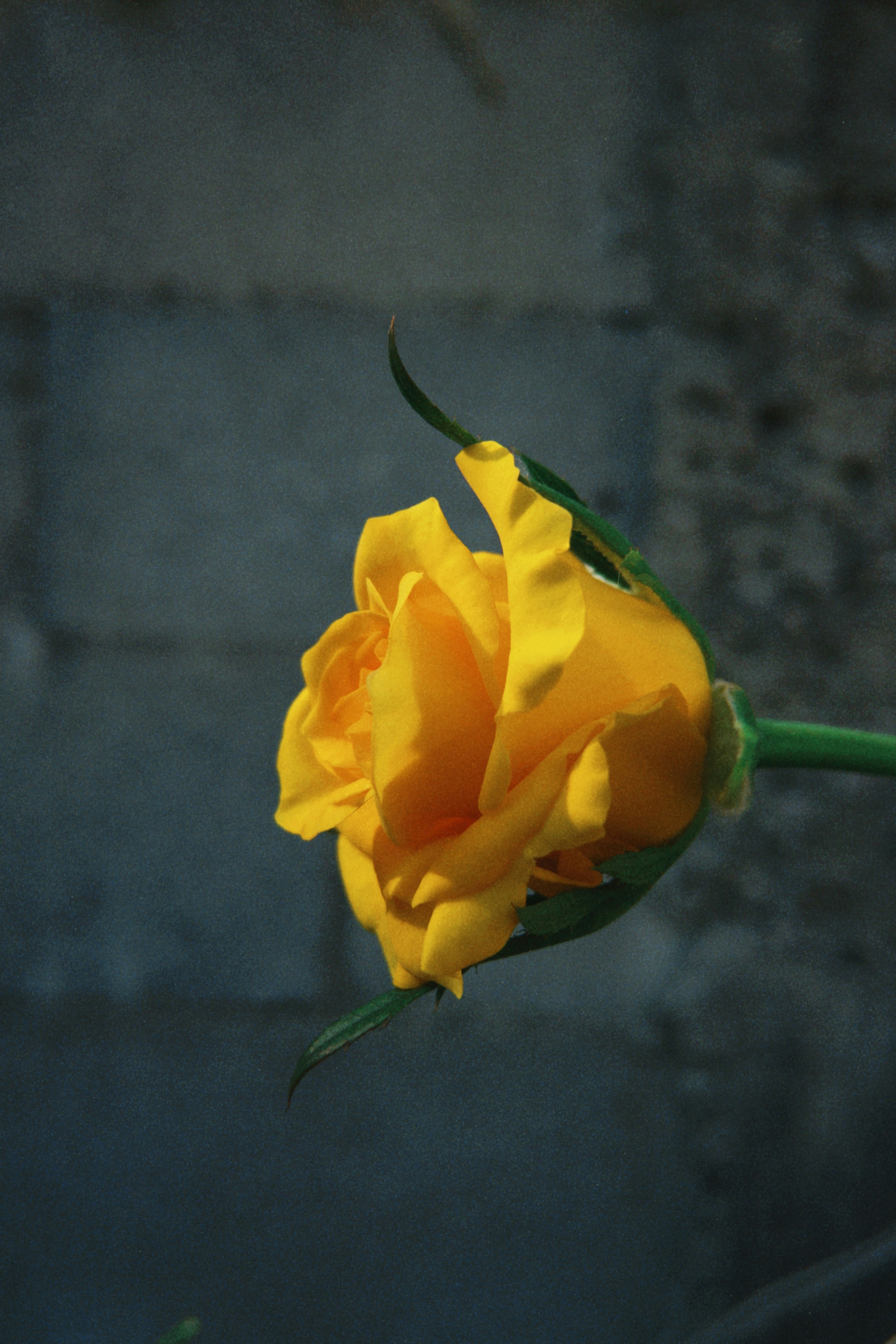 Photo by marcusvalerio