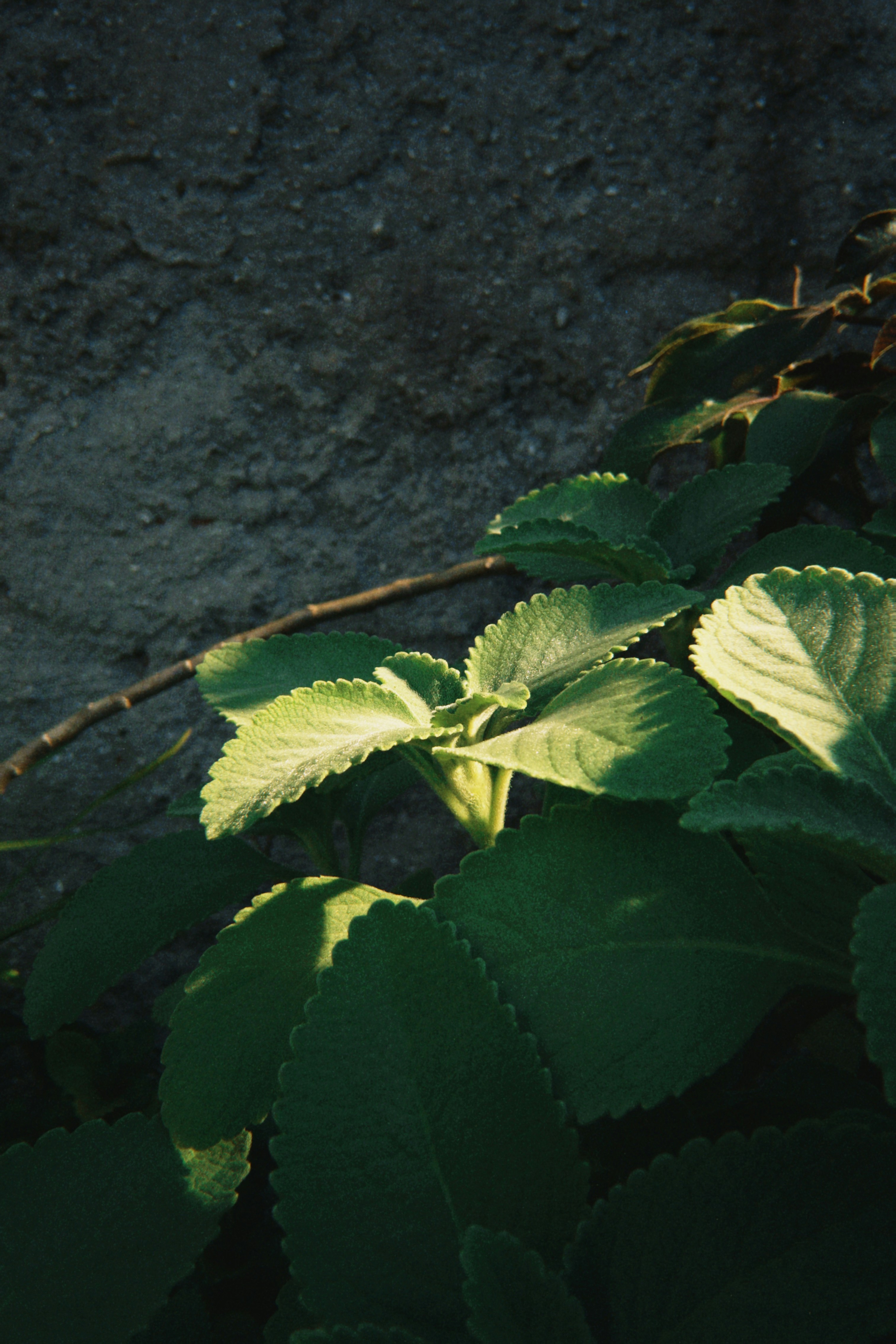 Photo by marcusvalerio