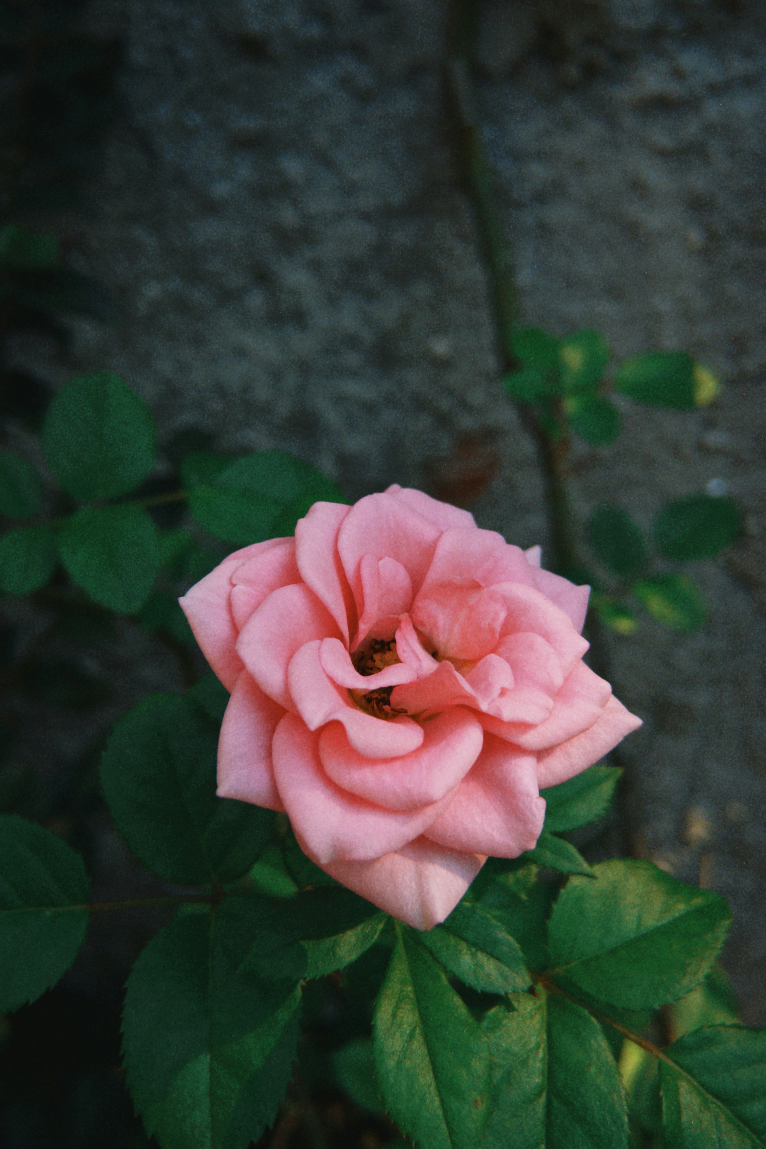 Photo by marcusvalerio