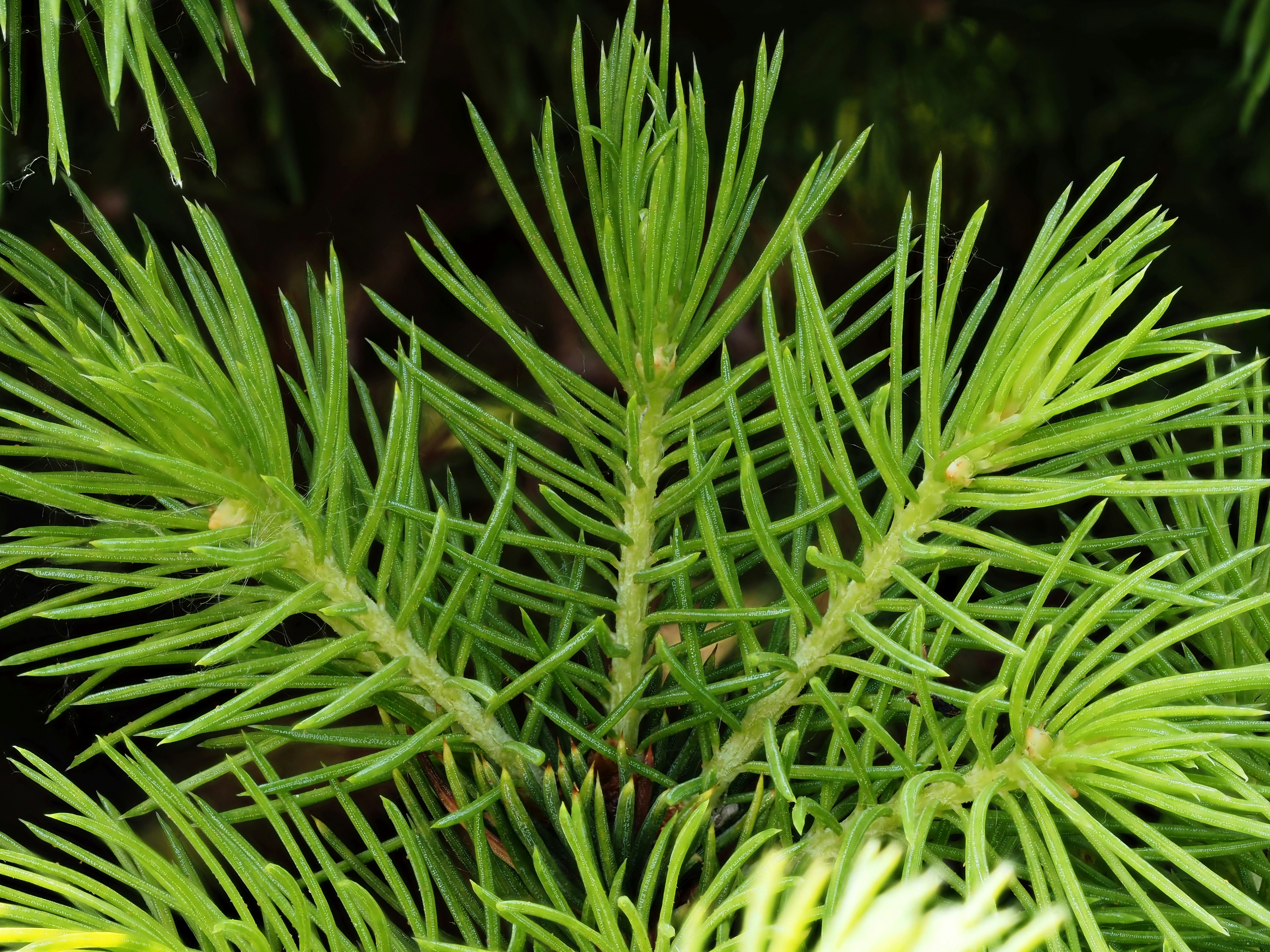 a close up of a pine tree branch