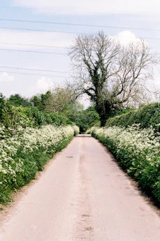 a dirt road surrounded by green bushes and trees