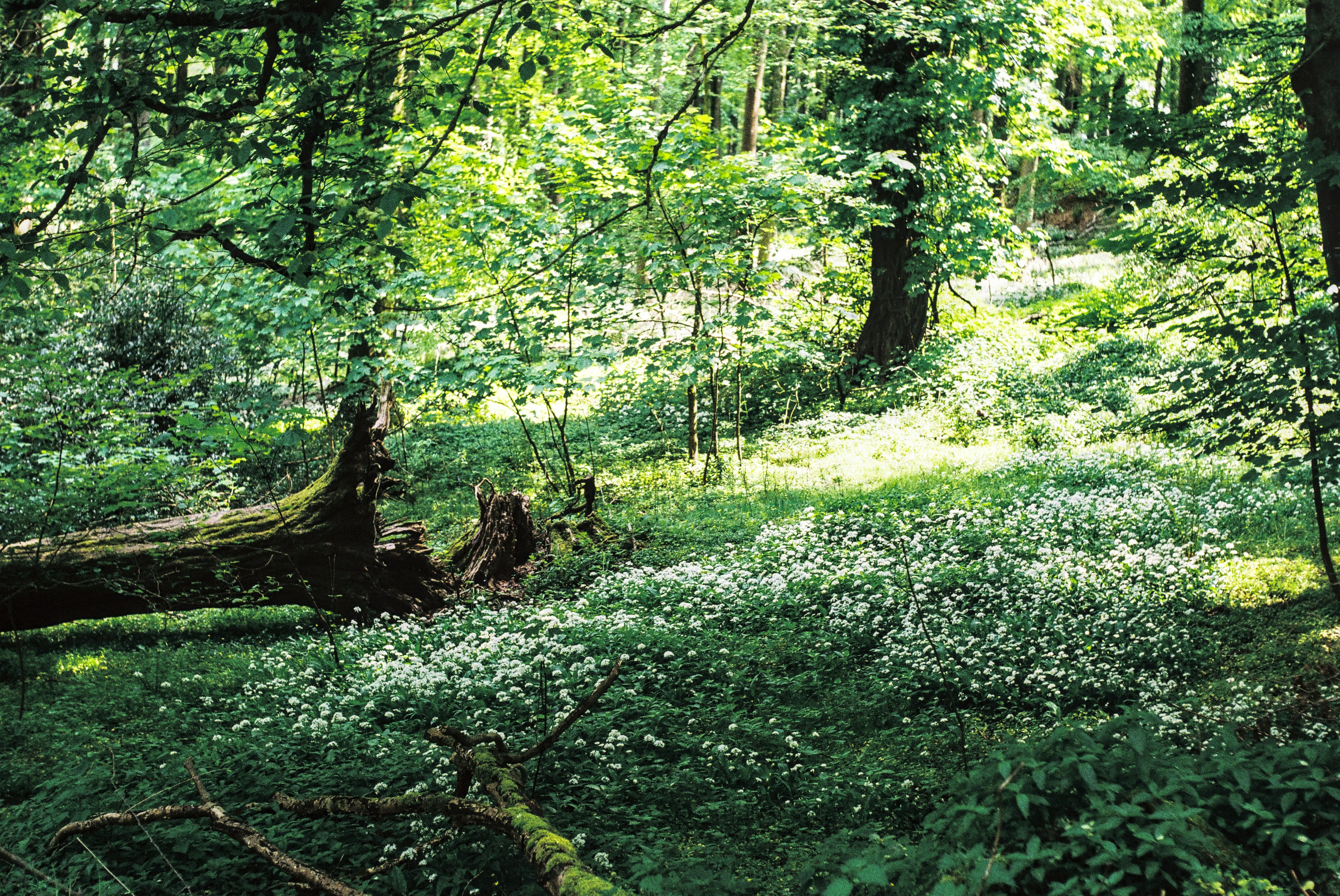 Photo by alexanderpharwood