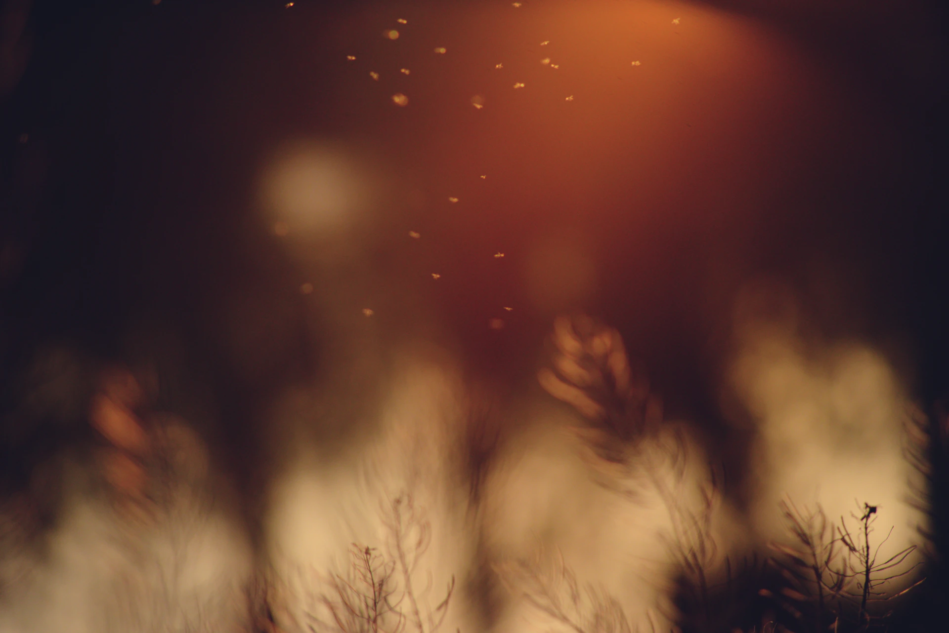 a blurry photo of some plants and a street light