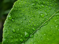 a green leaf with water drops on it