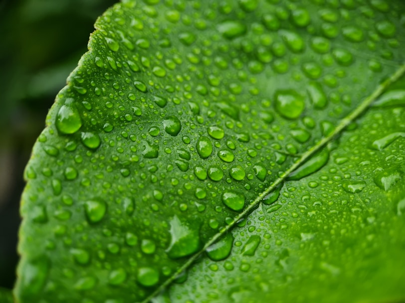a green leaf with water drops on it
