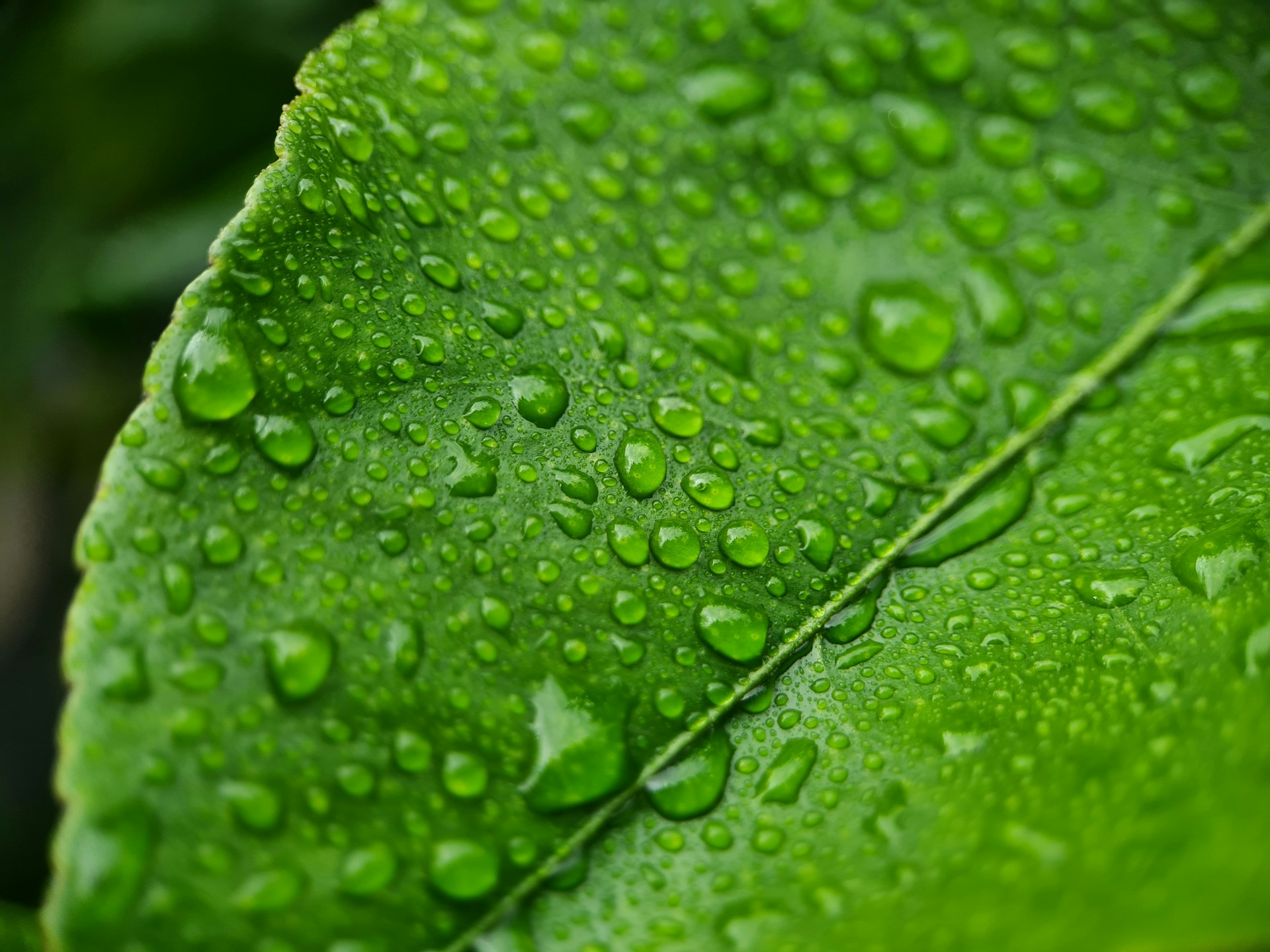 a green leaf with water drops on it