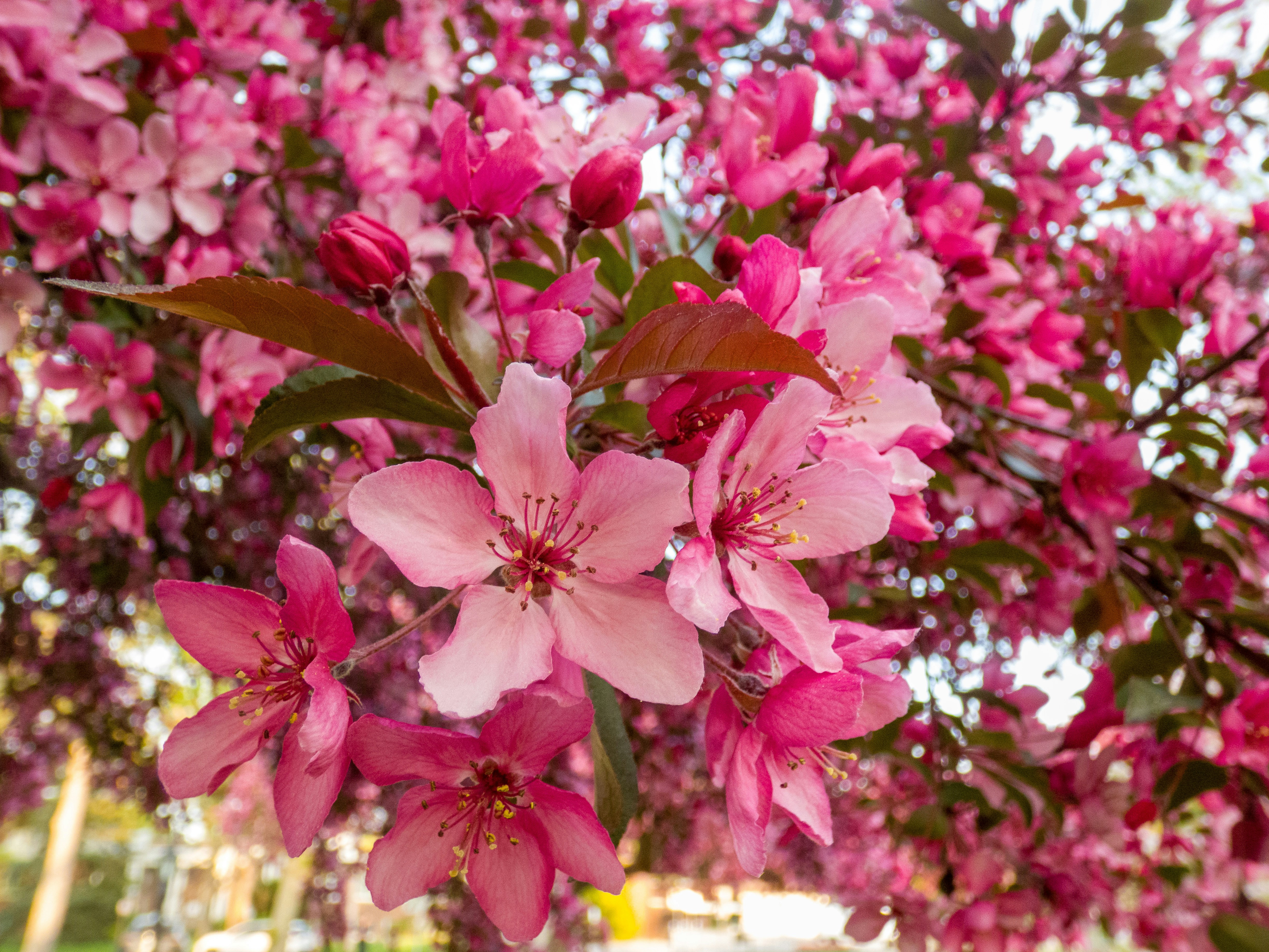pink flowers blooming on a tree in a park