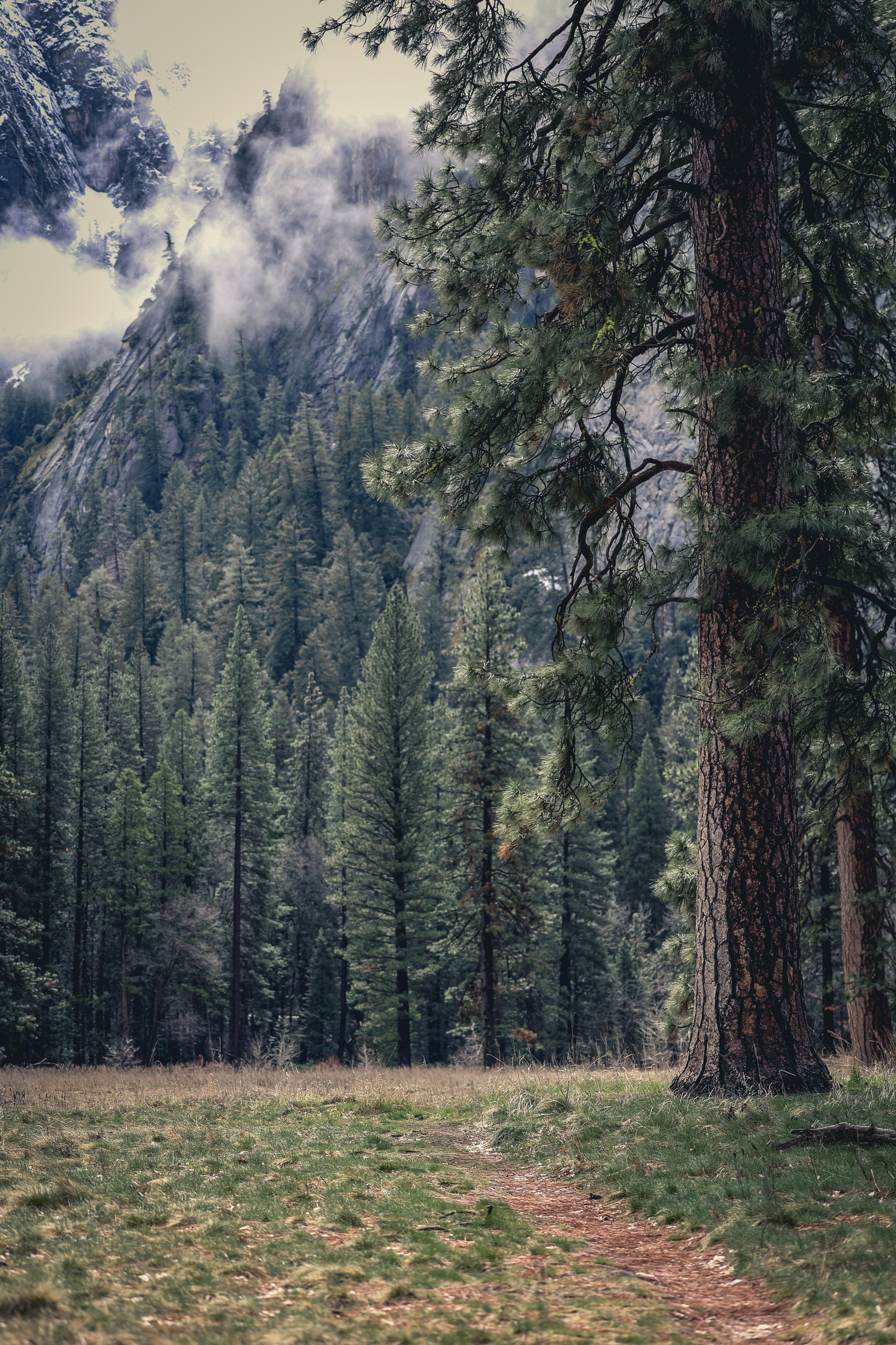 a forest filled with lots of tall trees