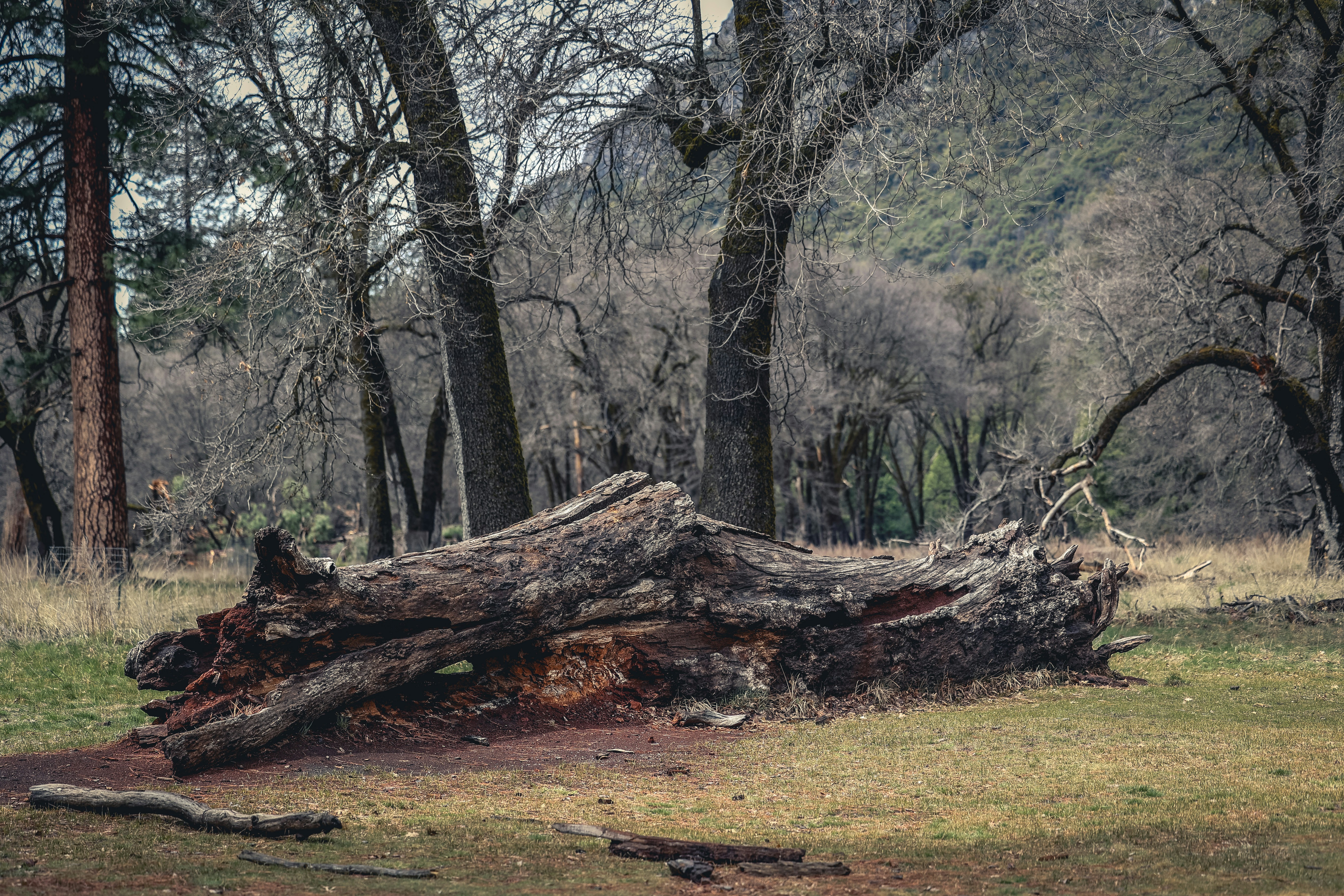 a large tree that has fallen down in a field