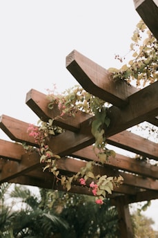 gros plan sur une pergola en bois avec végétation grimpante sur pergola