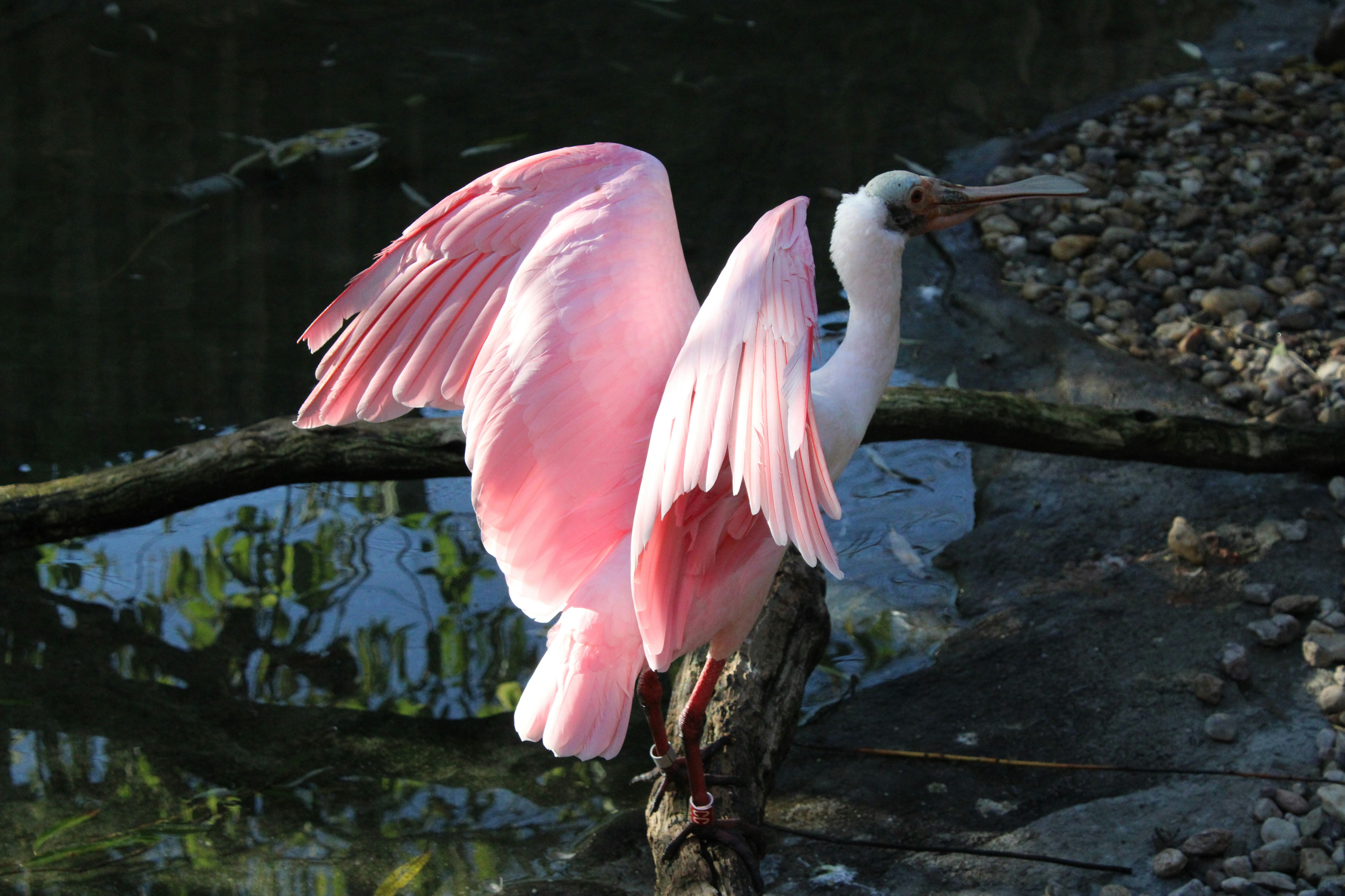 翼を広げたピンクの鳥の写真 – Unsplashのローズエイトスプーンビルの