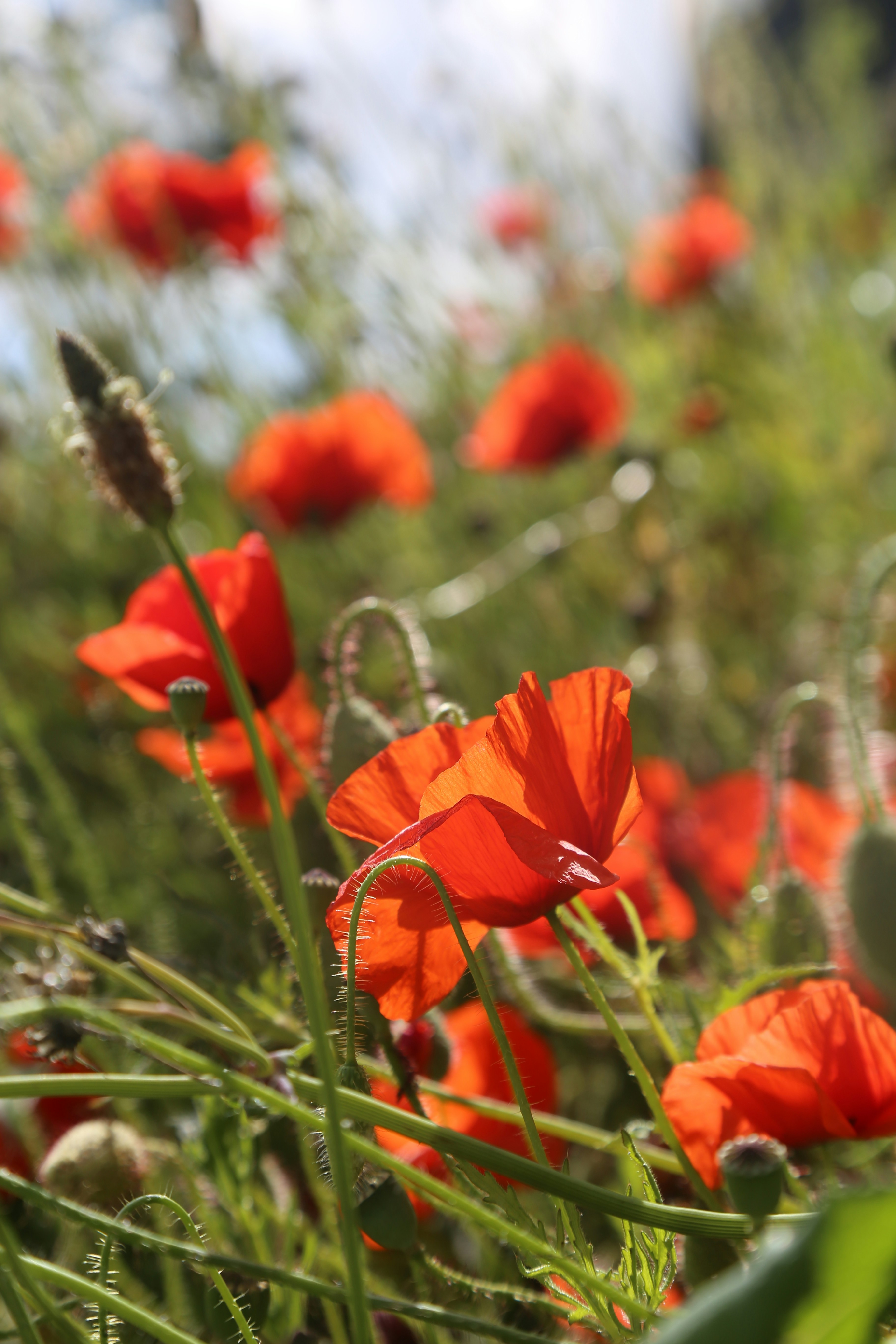 a field full of red flowers and green grass