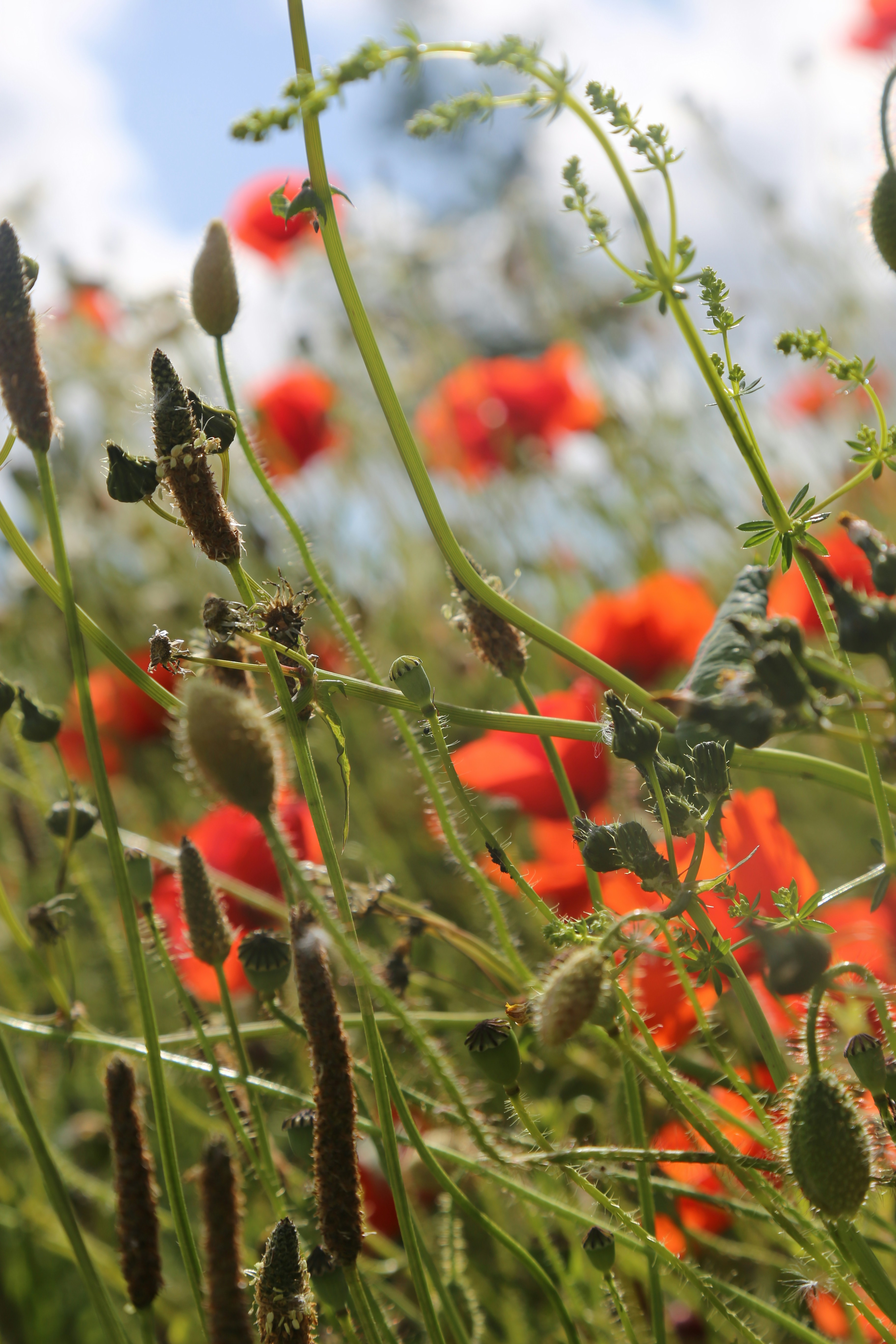 a field full of red and green flowers