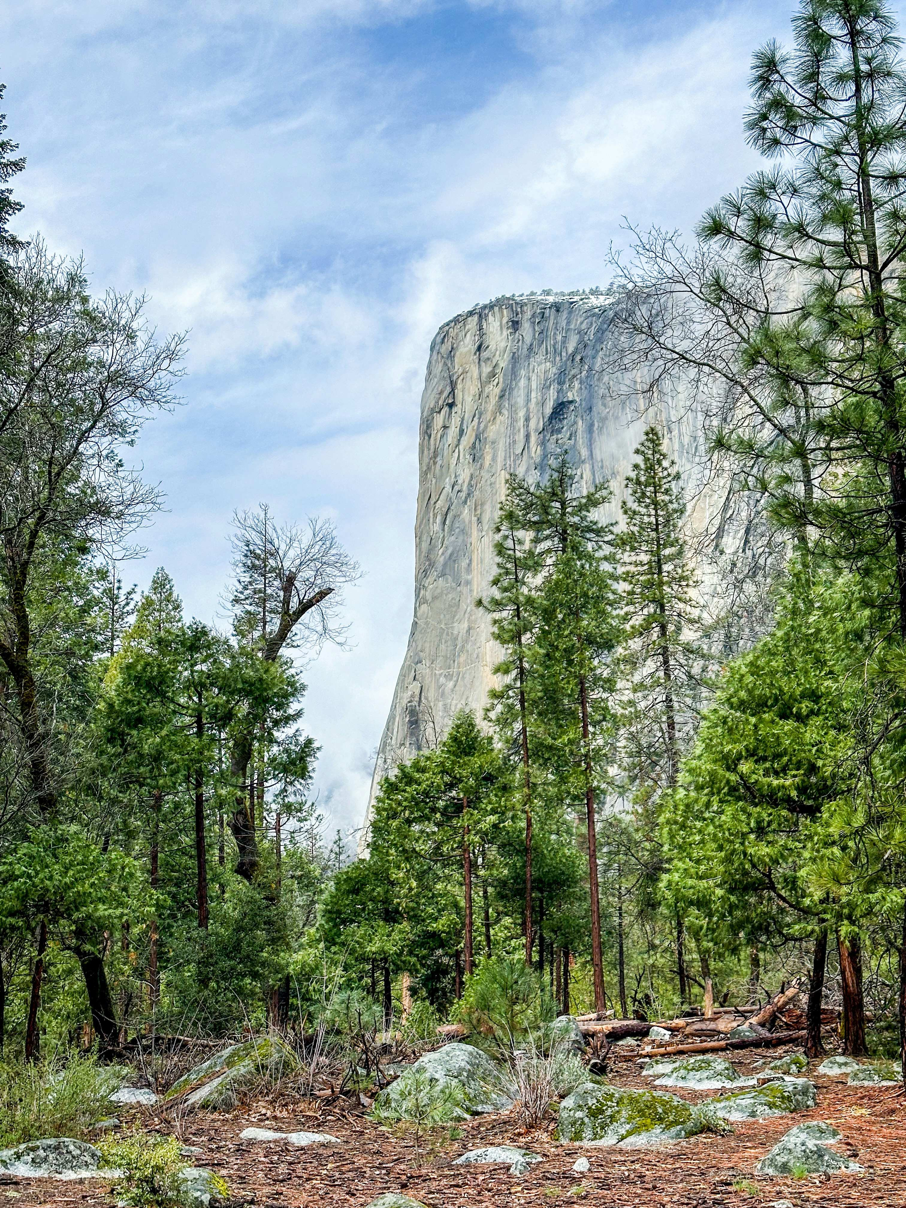 a large rock in the middle of a forest