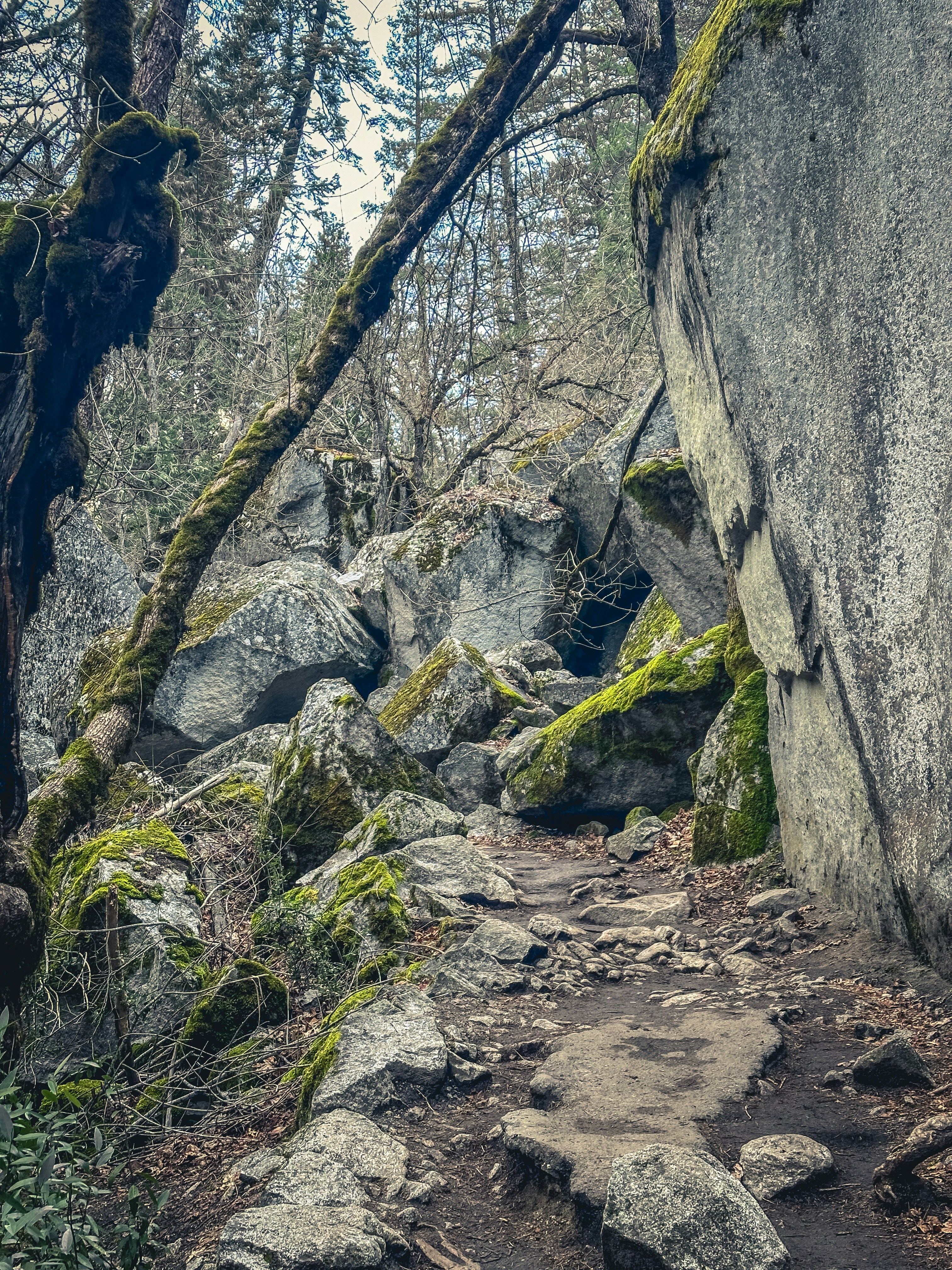 a rocky trail with moss growing on the rocks