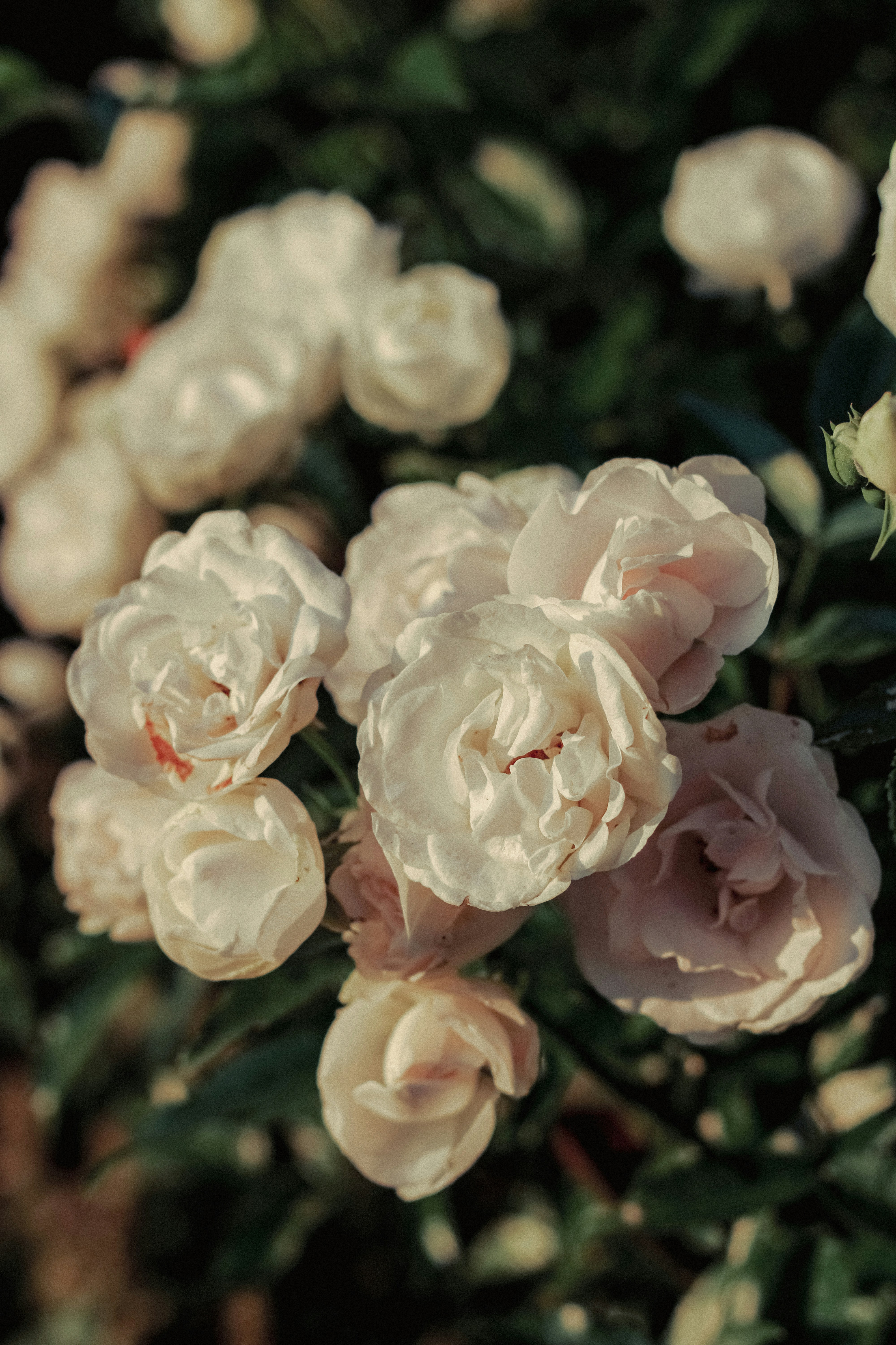 Photo by linusbelanger