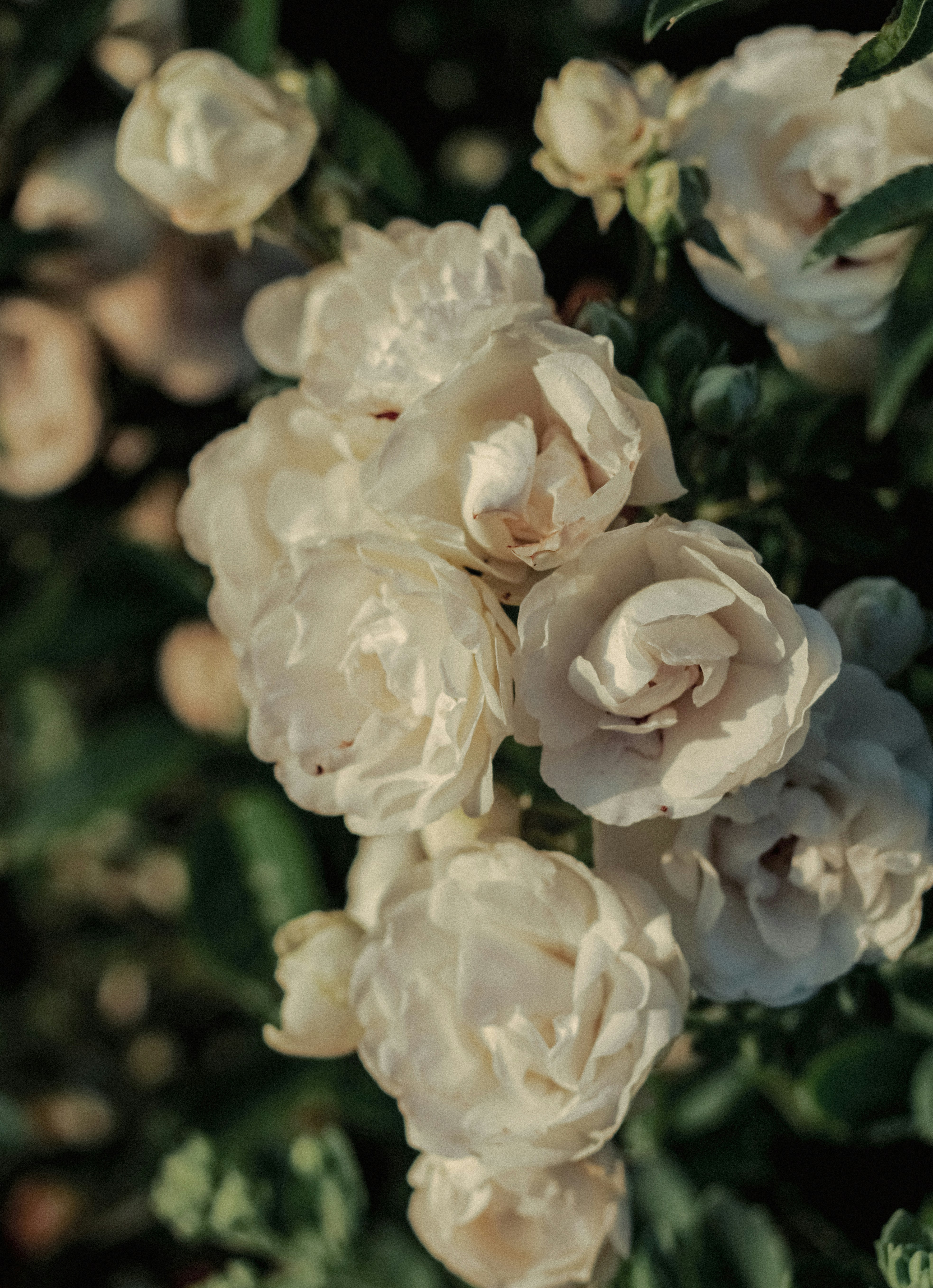 Photo by linusbelanger