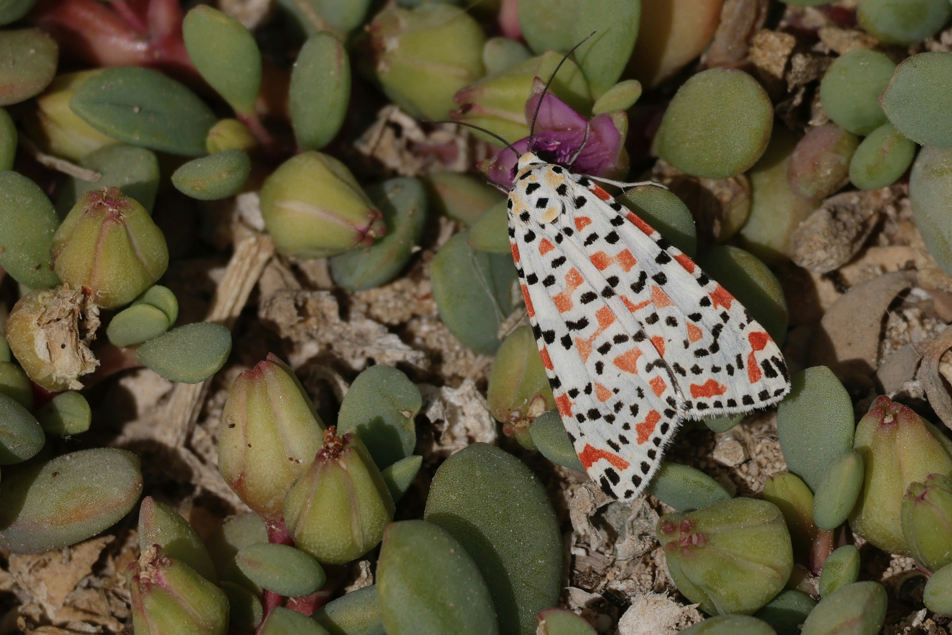 Cactus Moth 