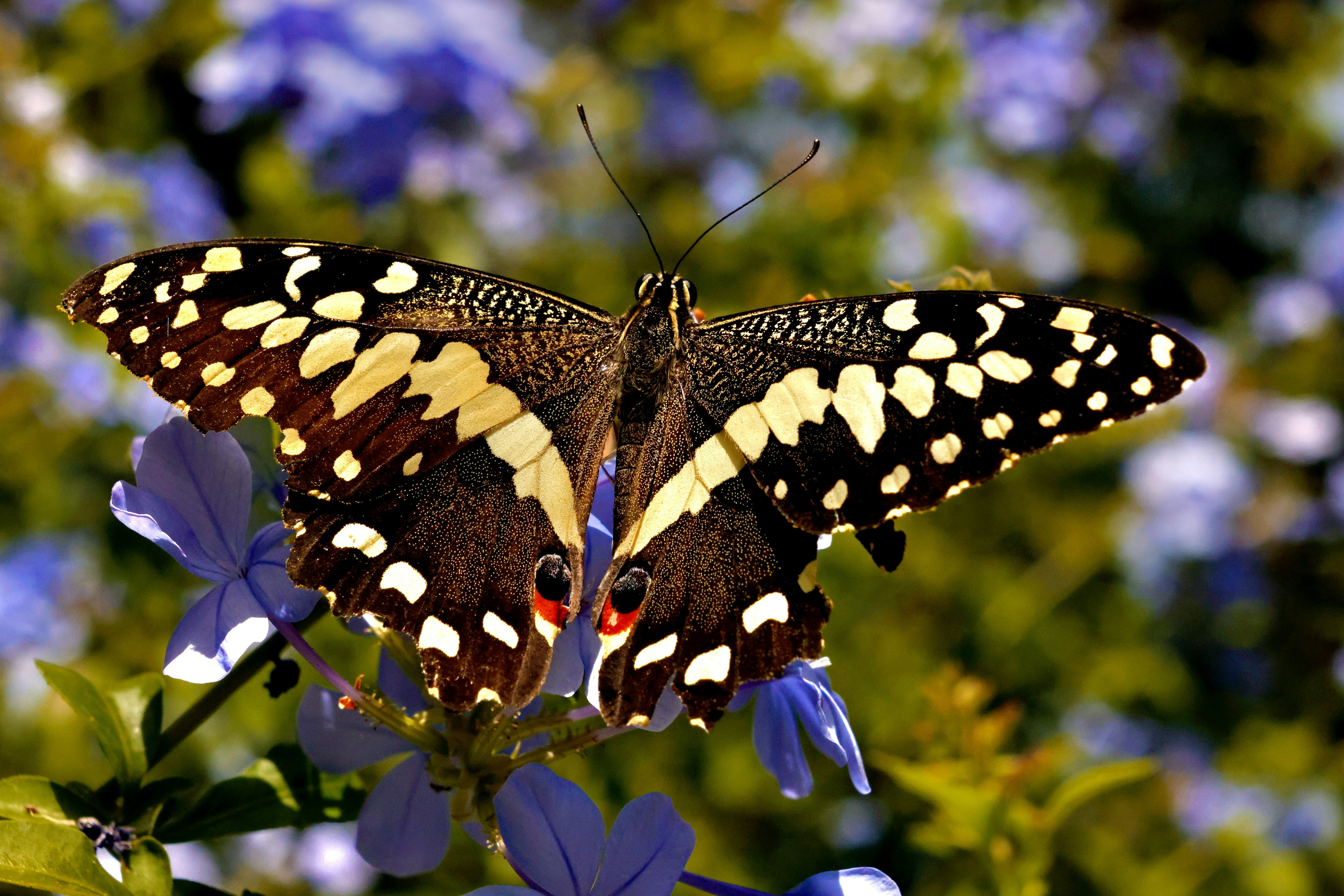 a large butterfly sitting on top of a purple flower