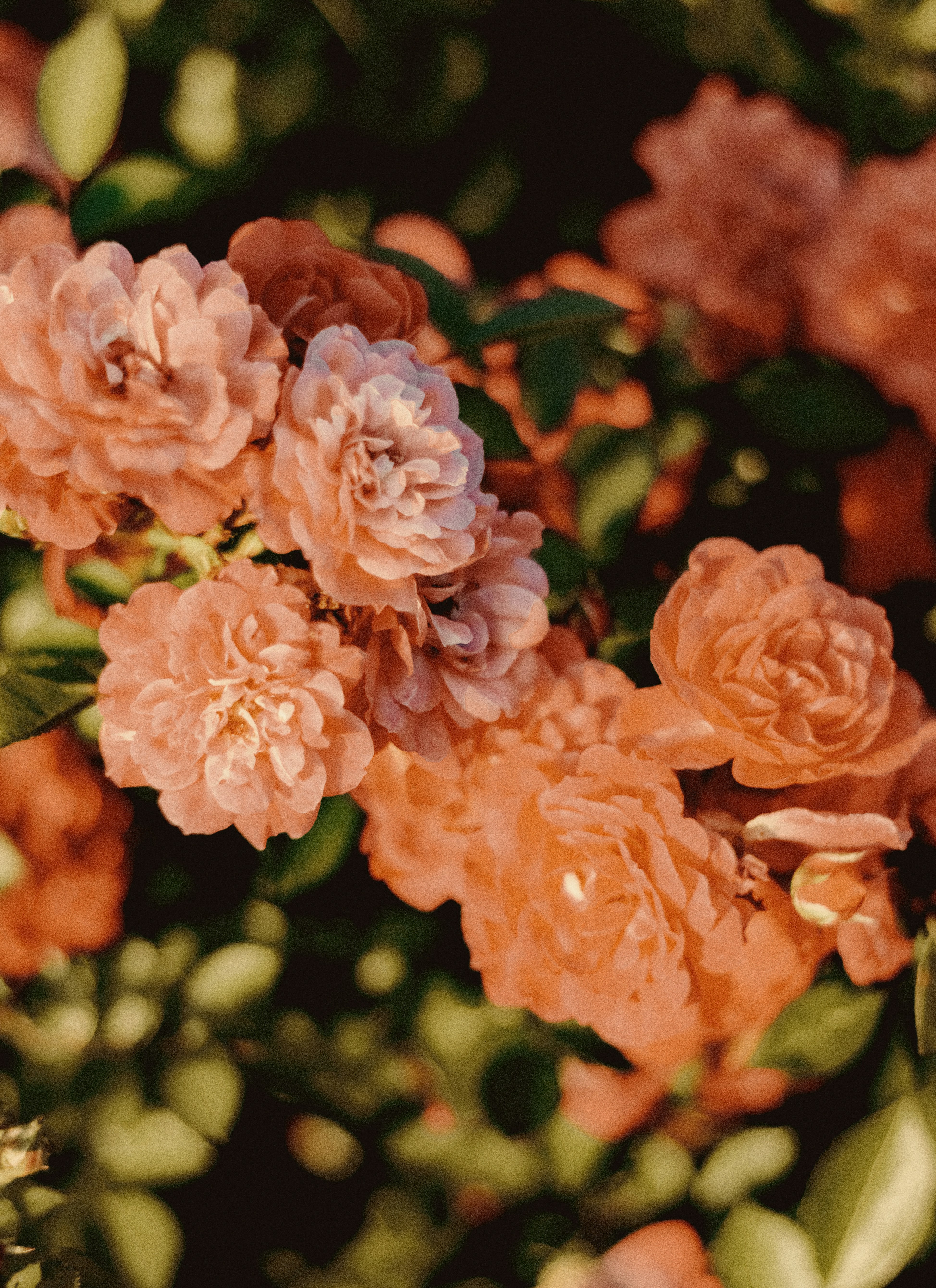 Photo by linusbelanger