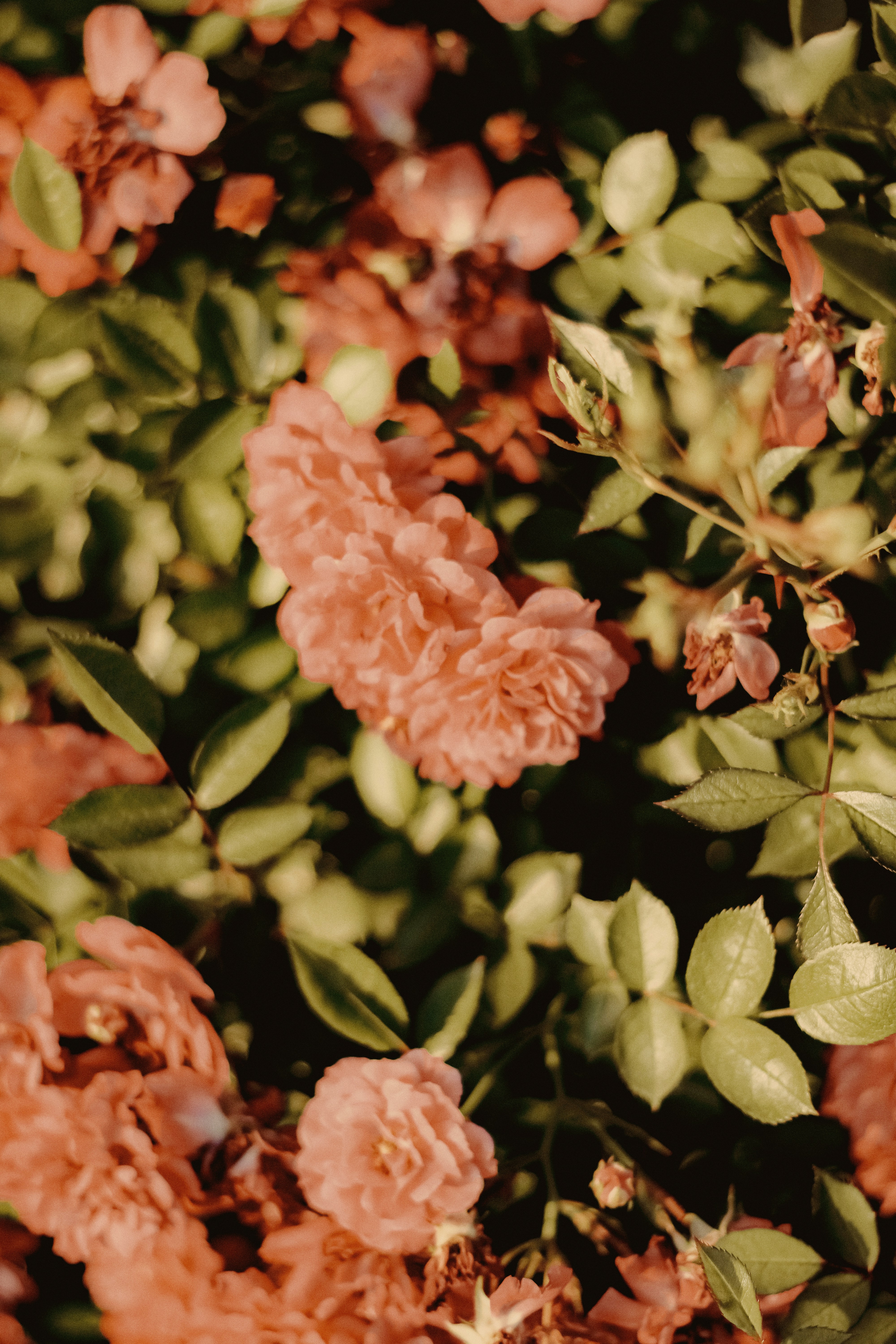 Photo by linusbelanger