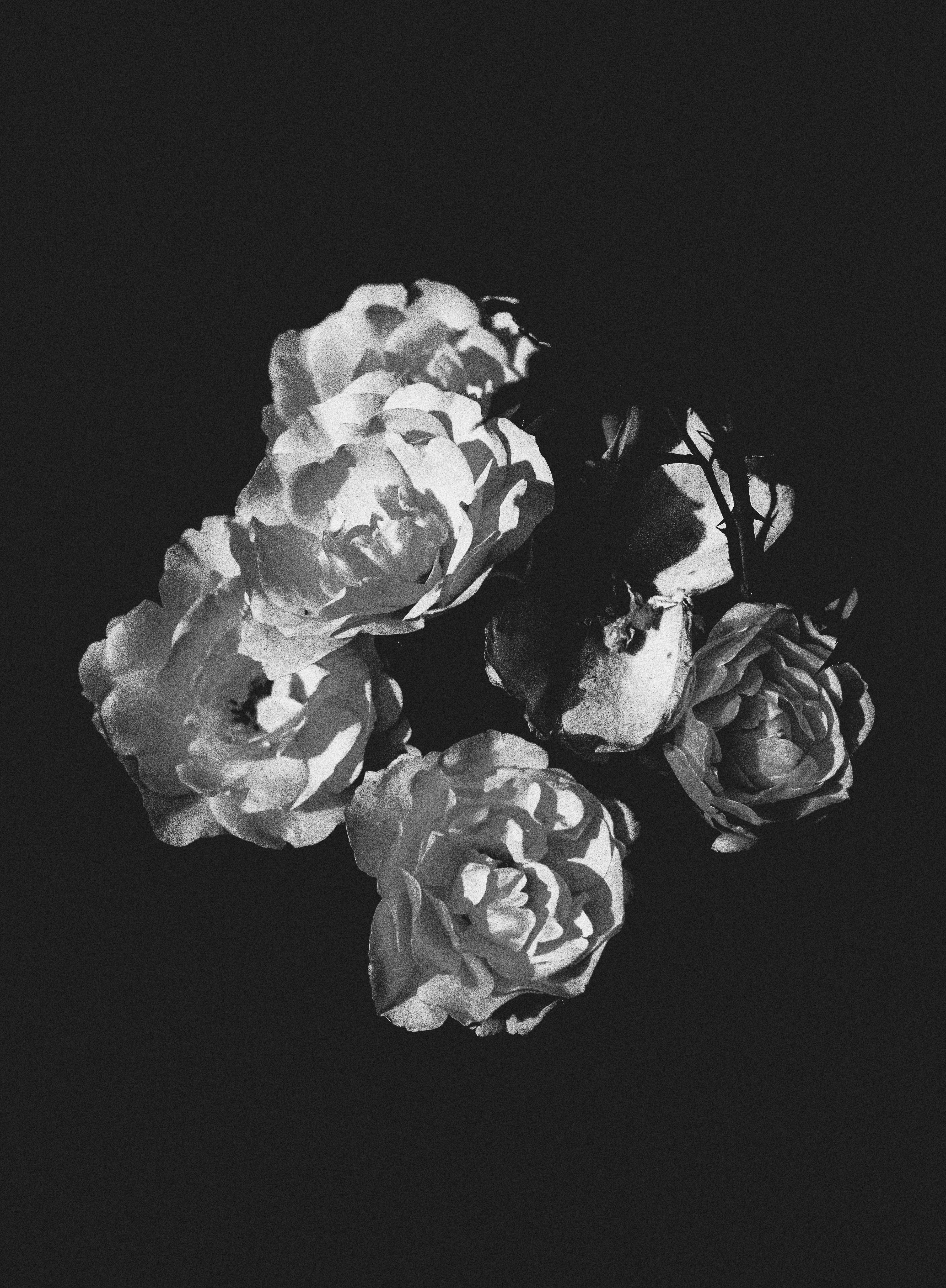 Photo by linusbelanger