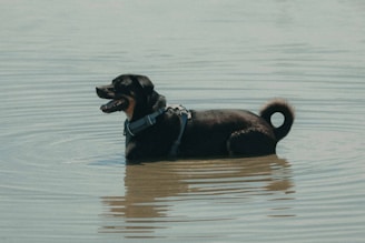 a dog in the water with a harness on