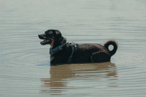 a dog in the water with a harness on