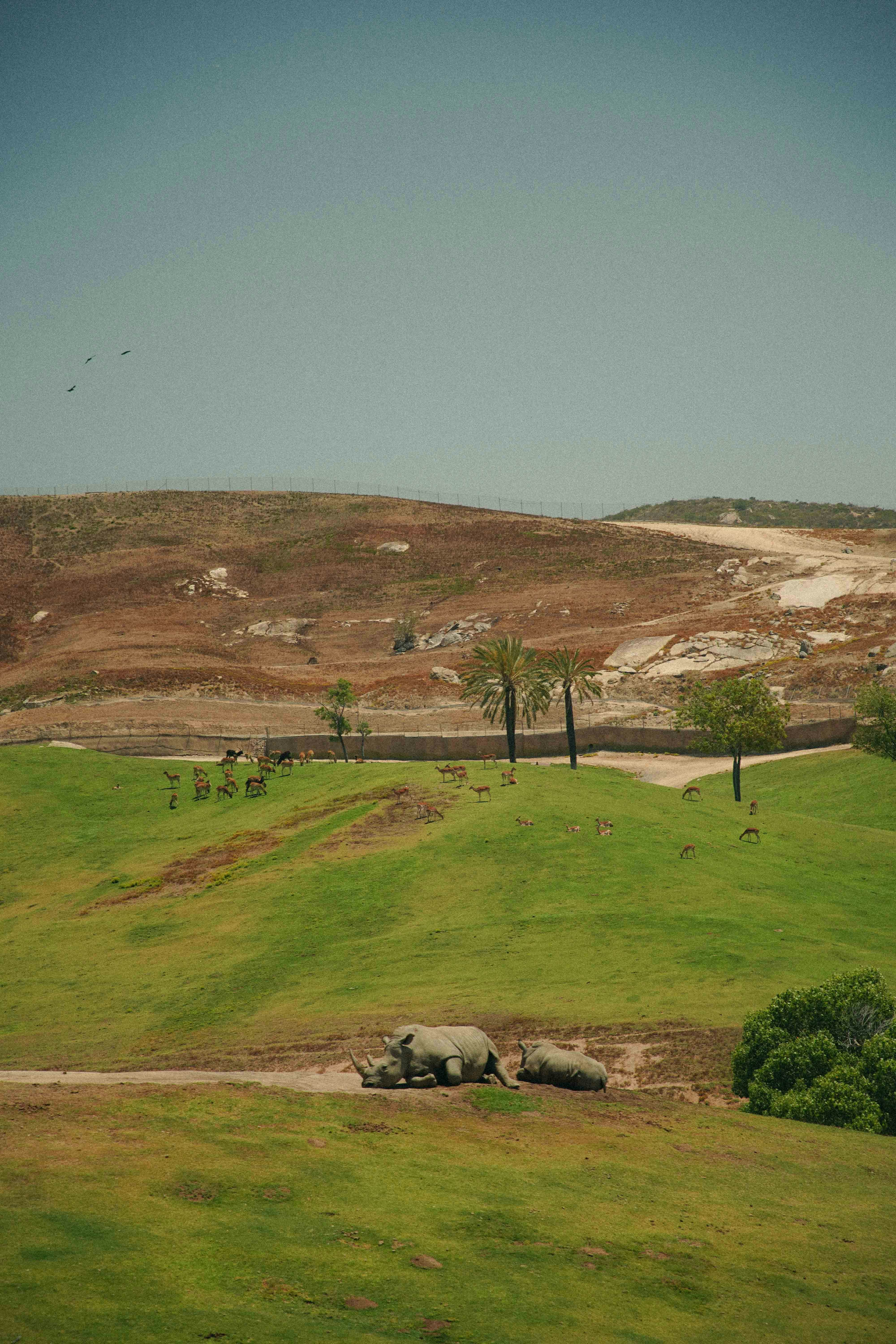 a herd of animals walking across a lush green field