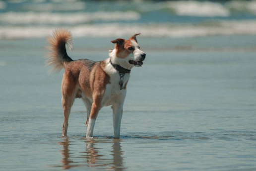 a brown and white dog standing on top of a beach
