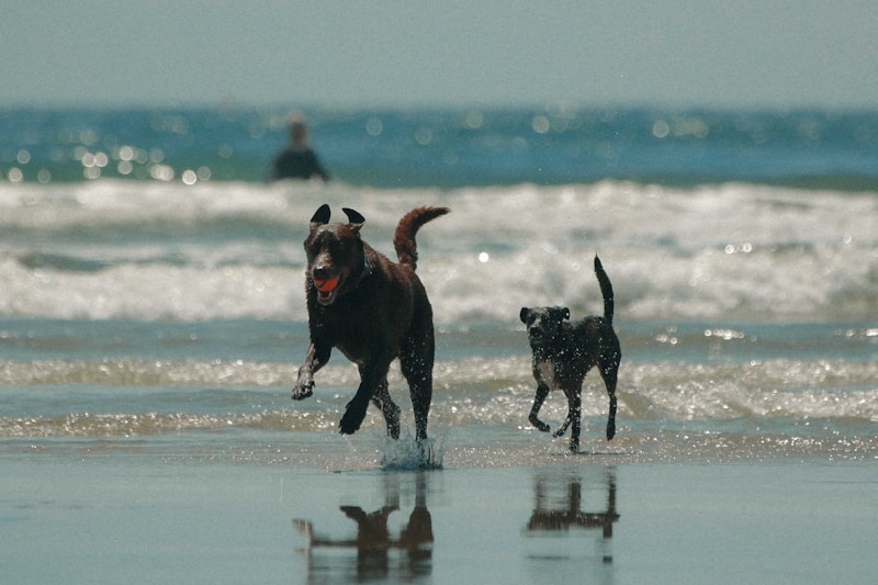 a couple of dogs running on top of a beach