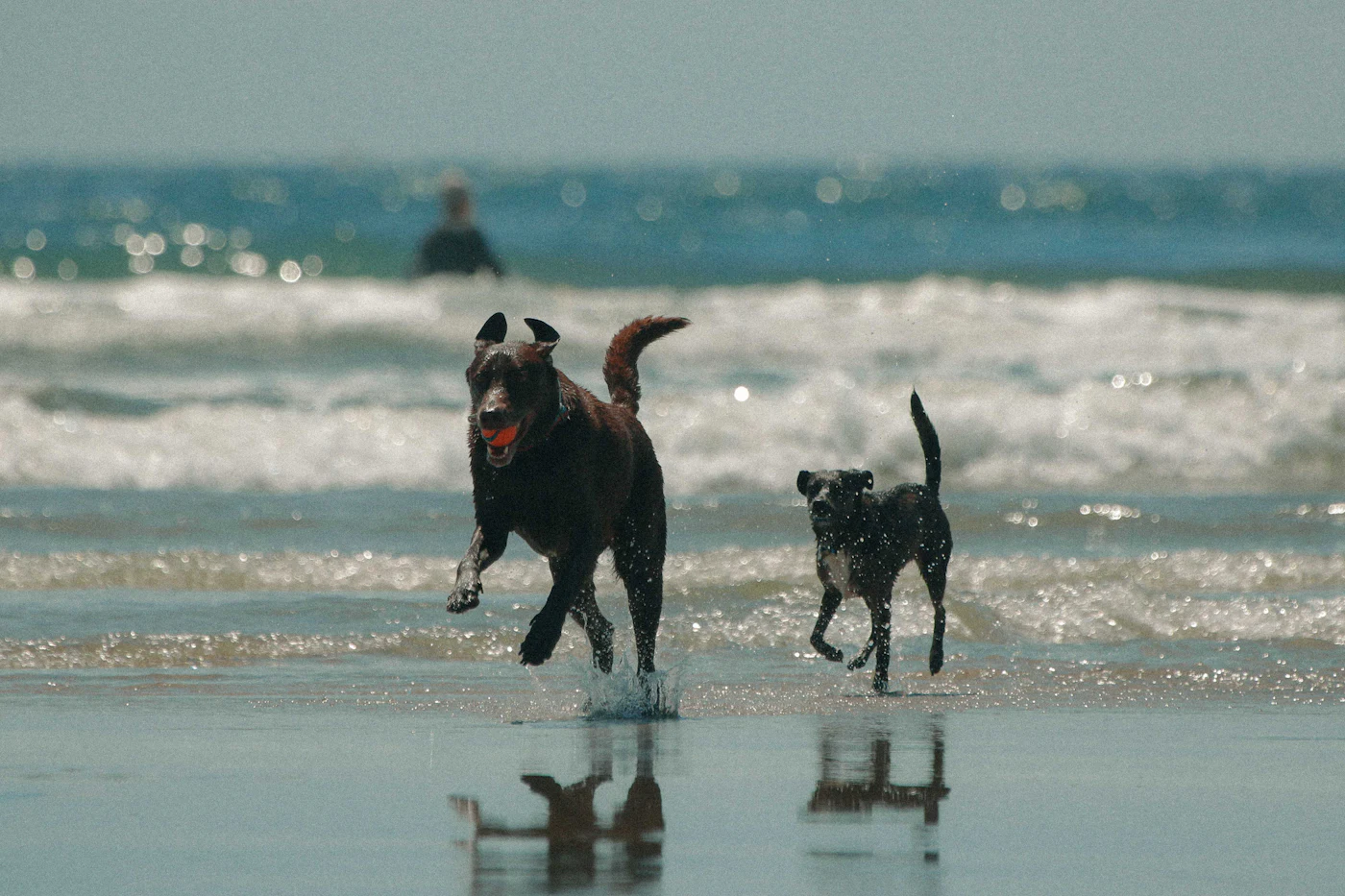 Two dogs running across the sand at Dog Beach in San Diego, California