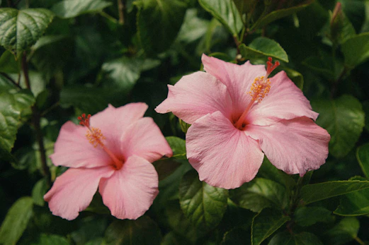 two pink flowers with green leaves in the background