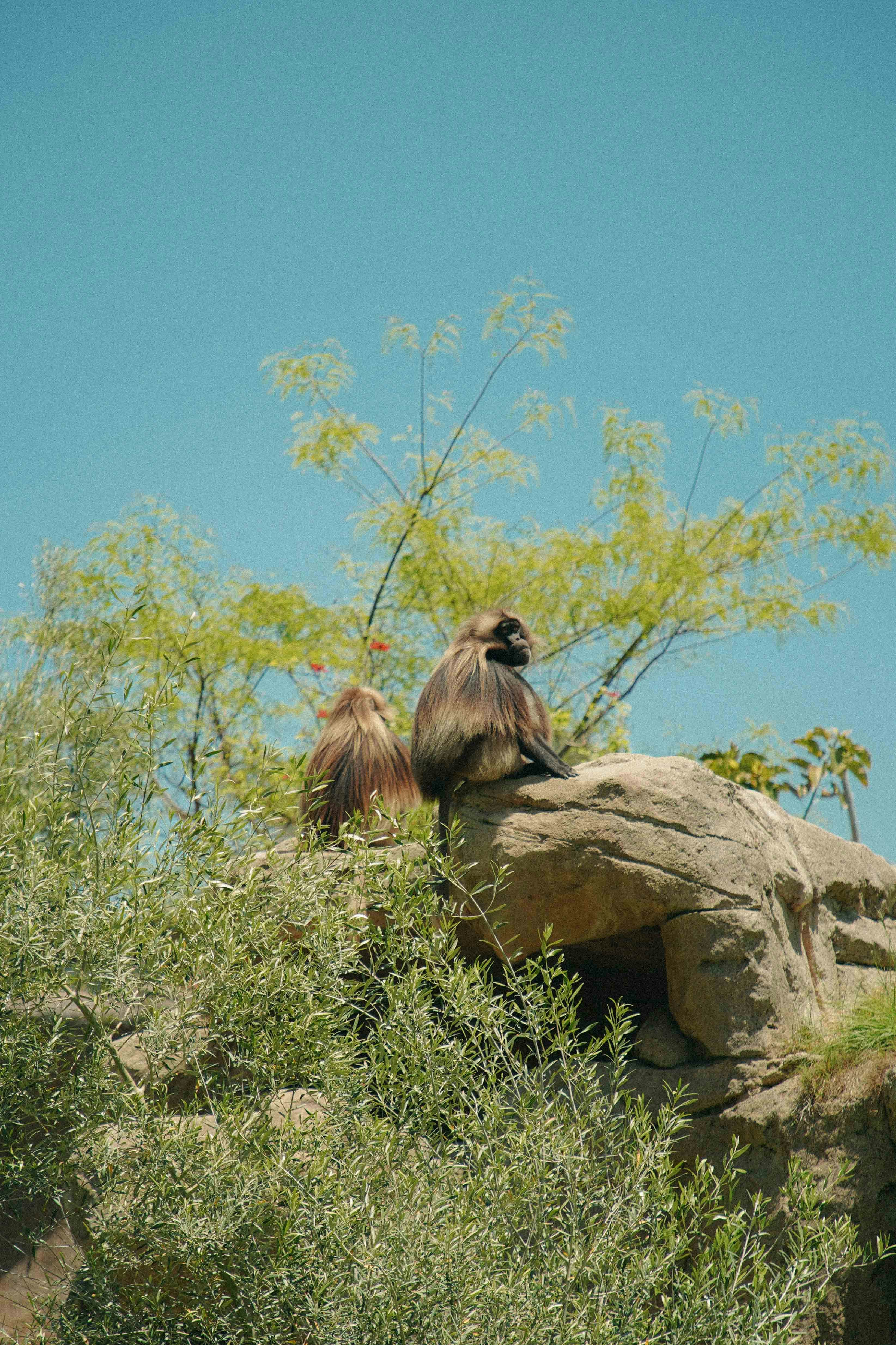 San Diego Safari Park photo 2