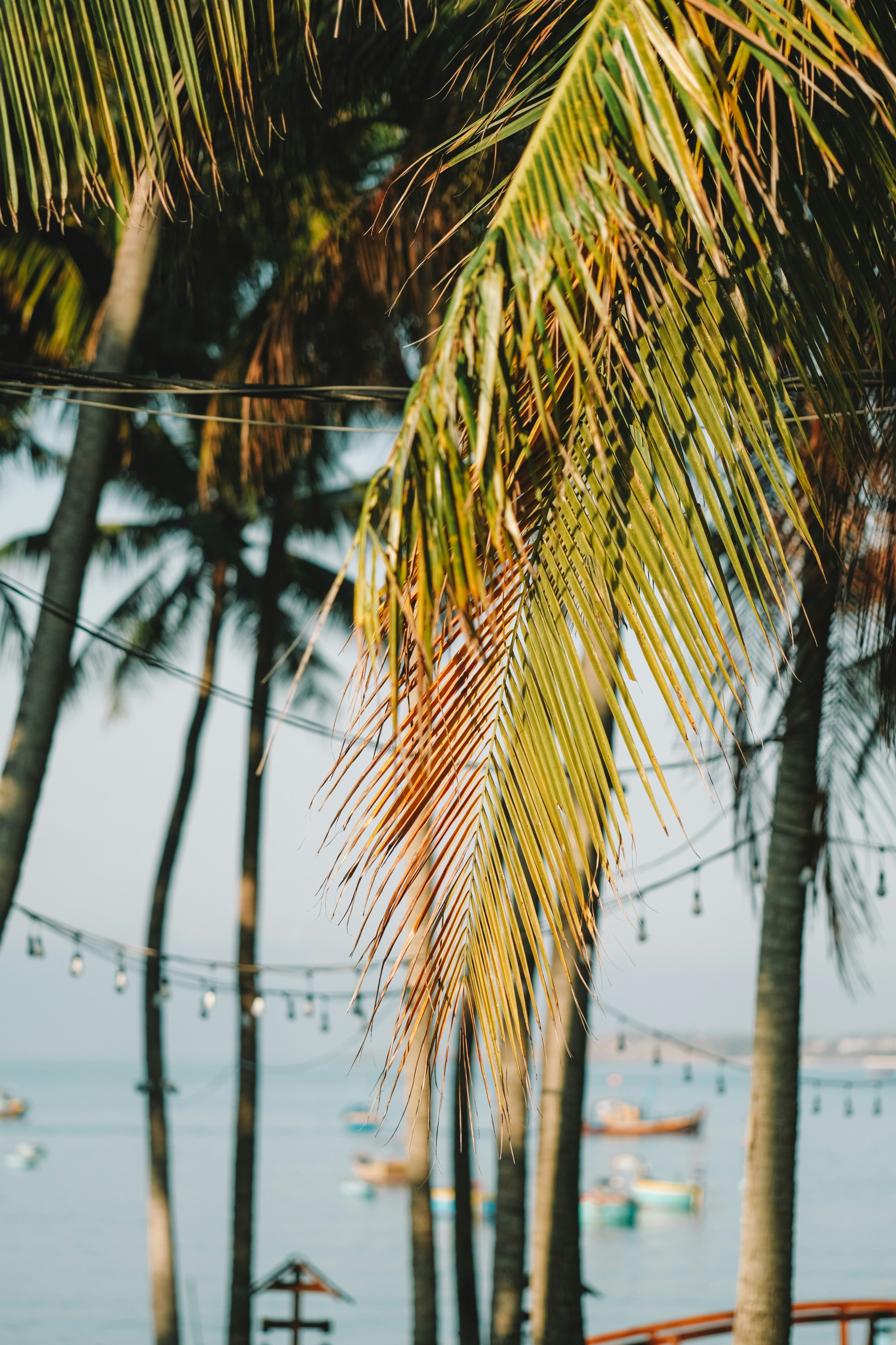 Photo by nguyentrungnguyen