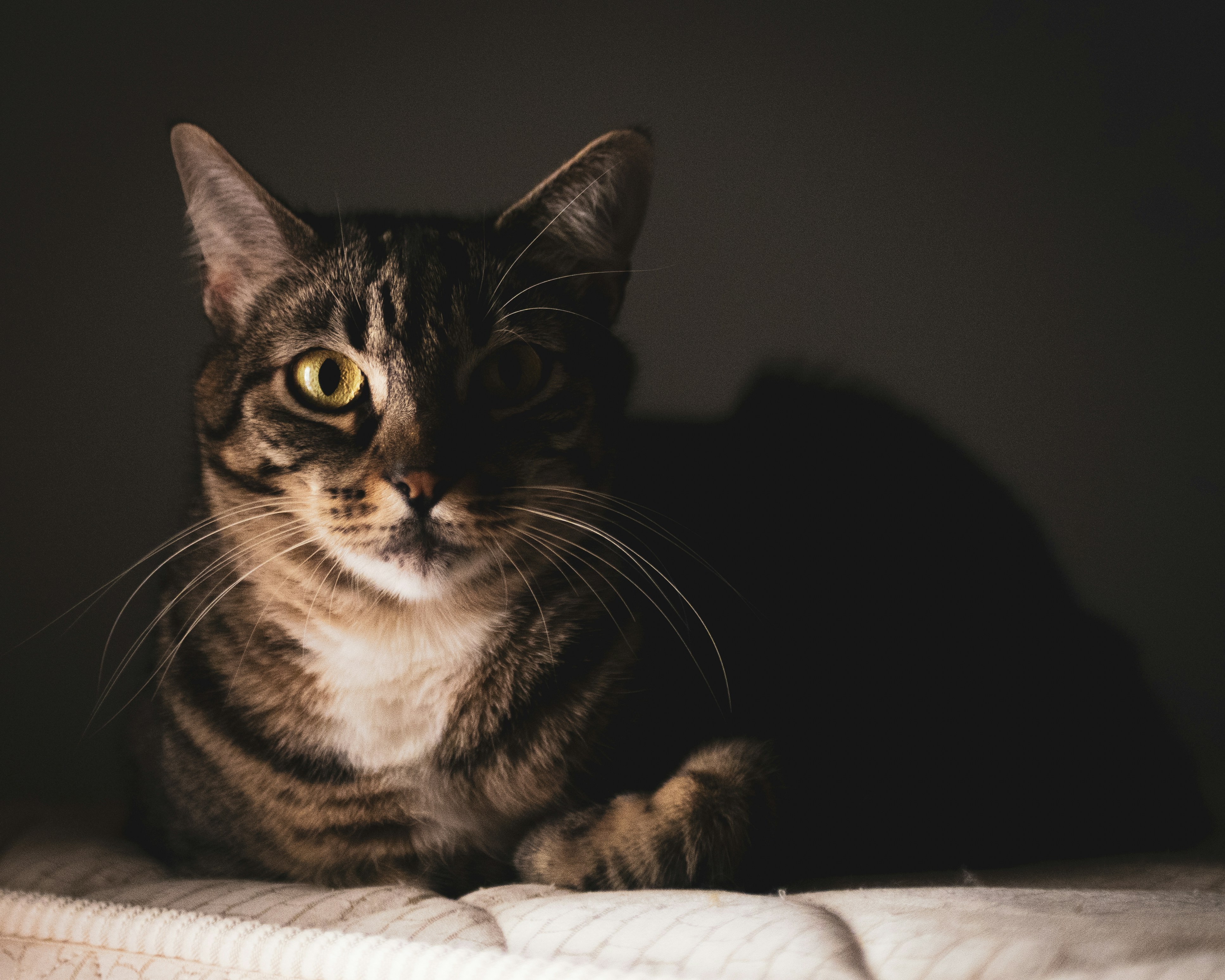 Photo by lucasdalamartaphoto