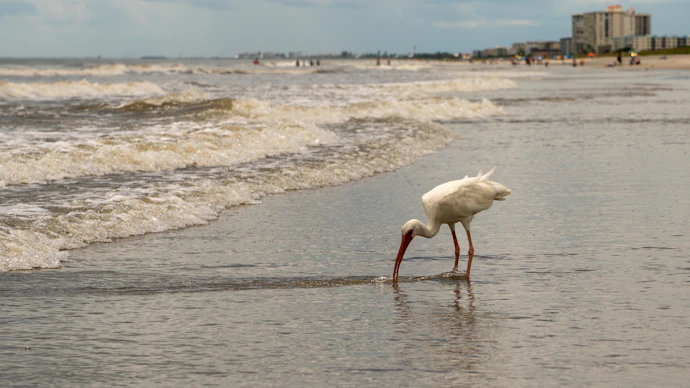 a white bird standing on top of a sandy beach with waves coming in