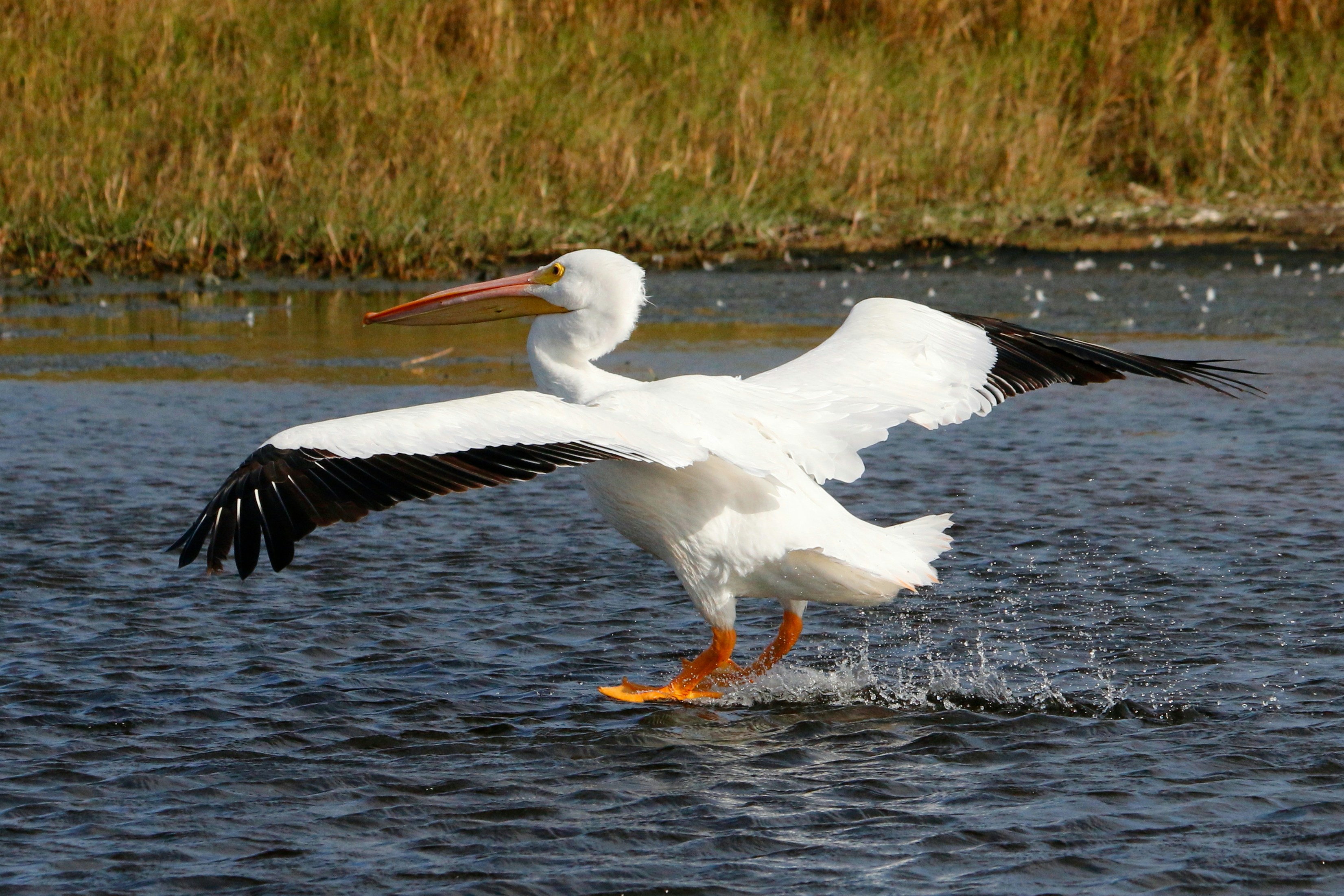 Photo by goldenplover31