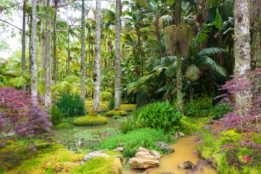 a lush green forest filled with lots of trees