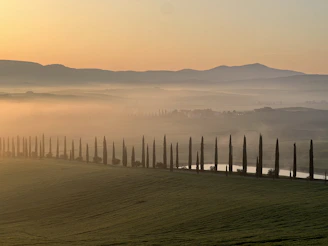 a row of trees in the middle of a foggy field