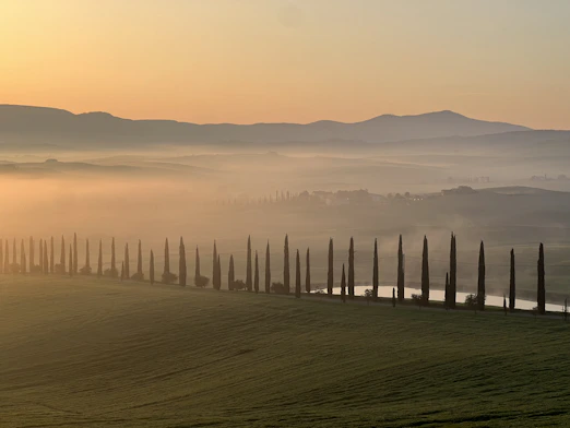 a row of trees in the middle of a foggy field