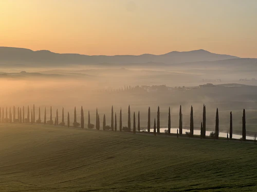 Cypress trees in morning fog in the Val d'Orcia