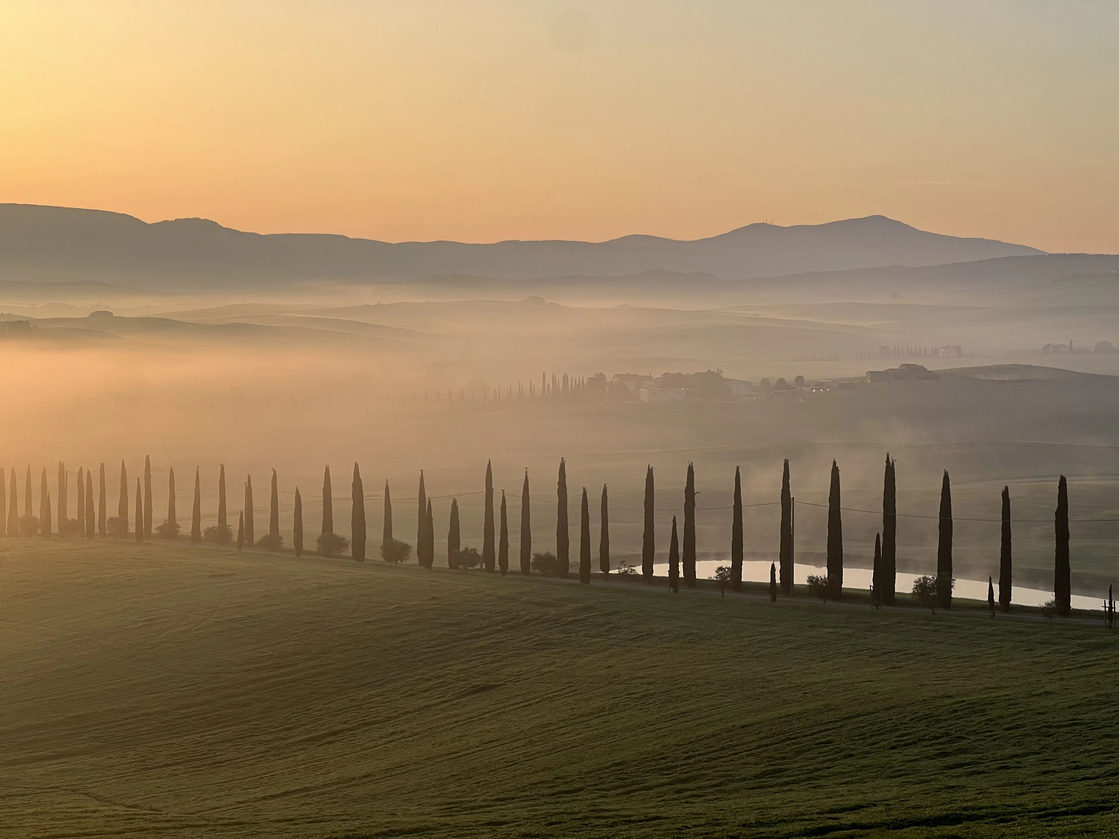 A line of cypresses in the morning fog in the Val d'Orcia