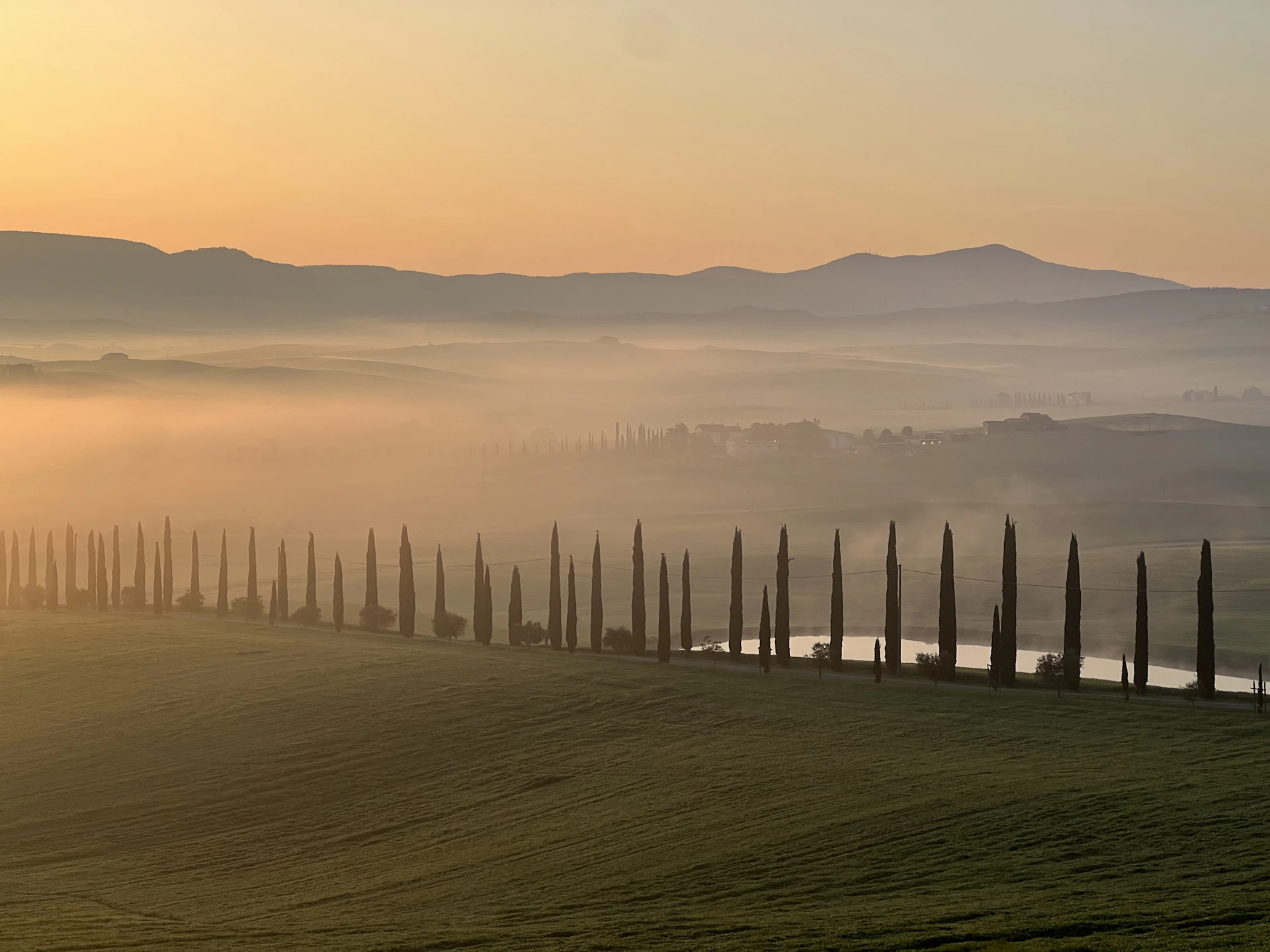 a row of trees in the middle of a foggy field