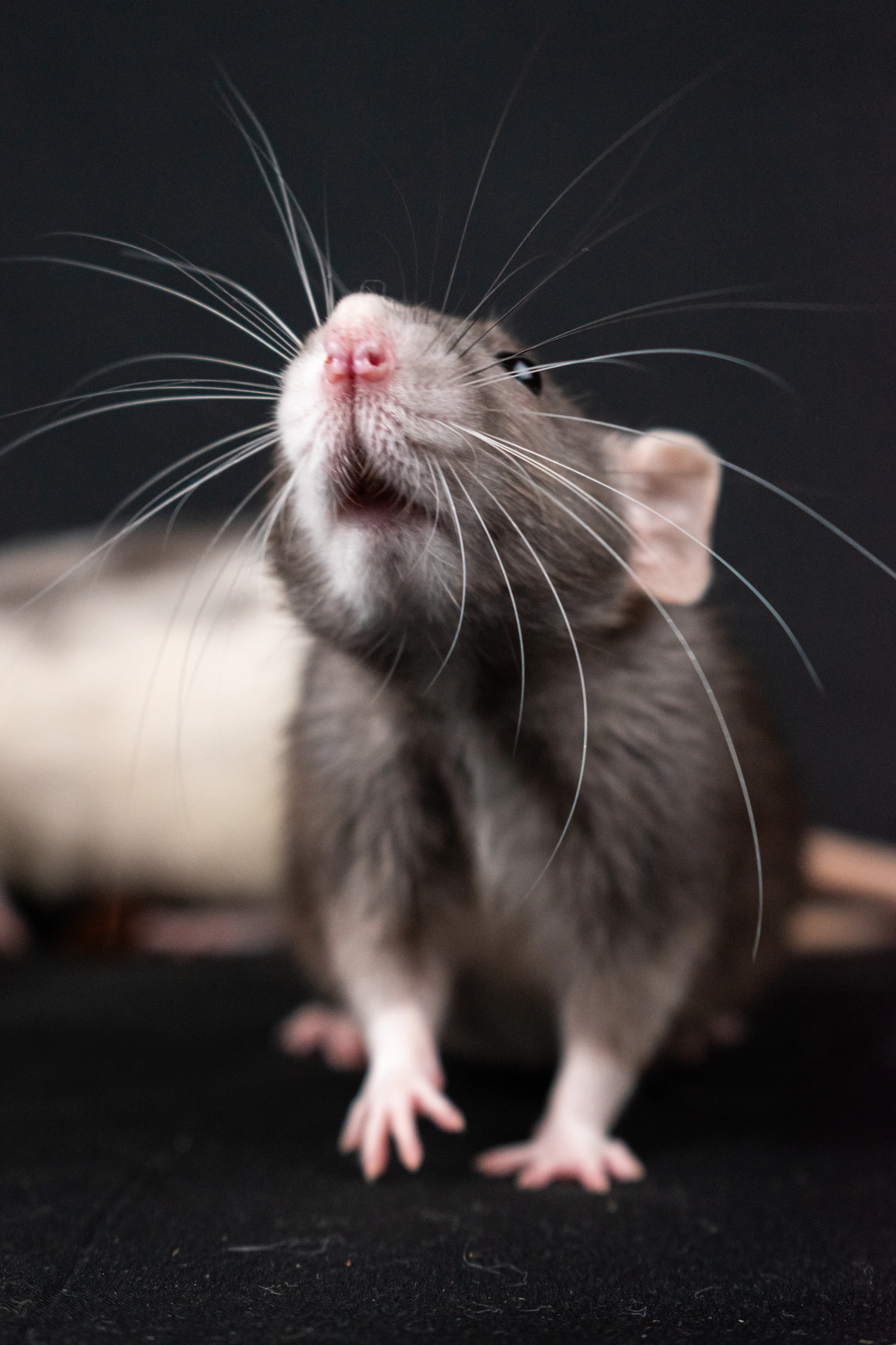 Close-up of a grey rat sniffing upward, pink nose and long whiskers lit against black