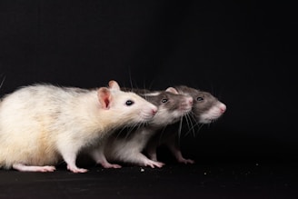 a couple of white and brown rats standing next to each other