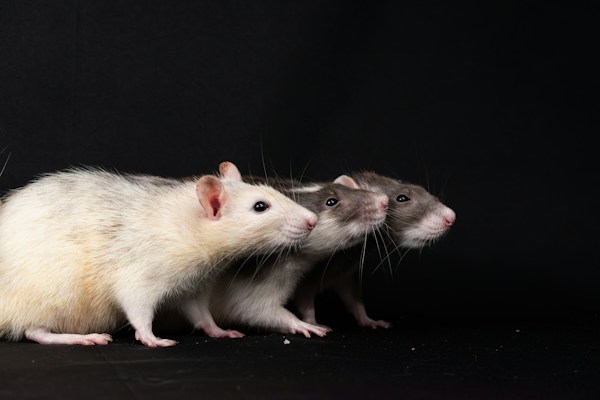 Rats
